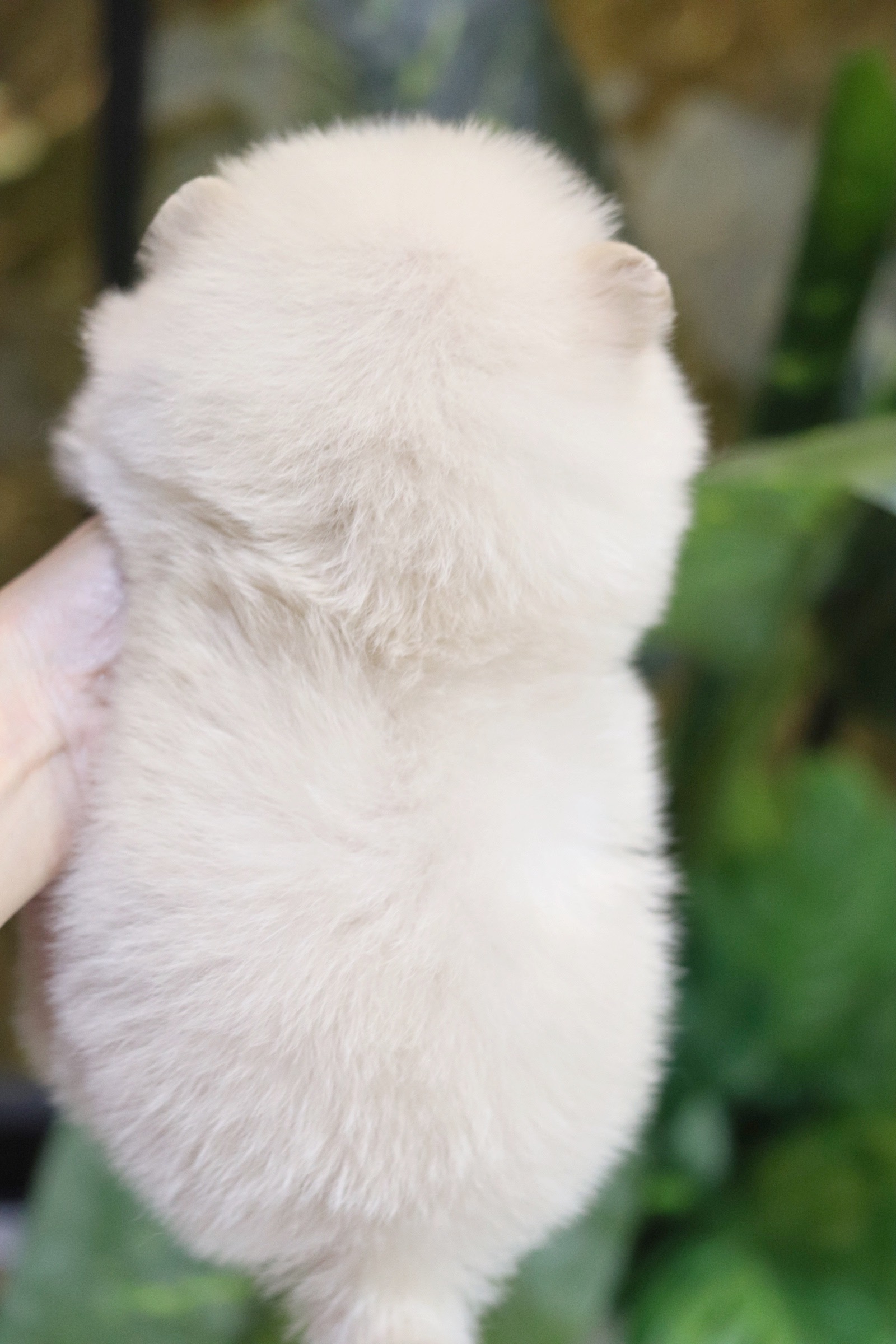 ปอมเมอเรเนียน เพศผู้ ขาวครีม