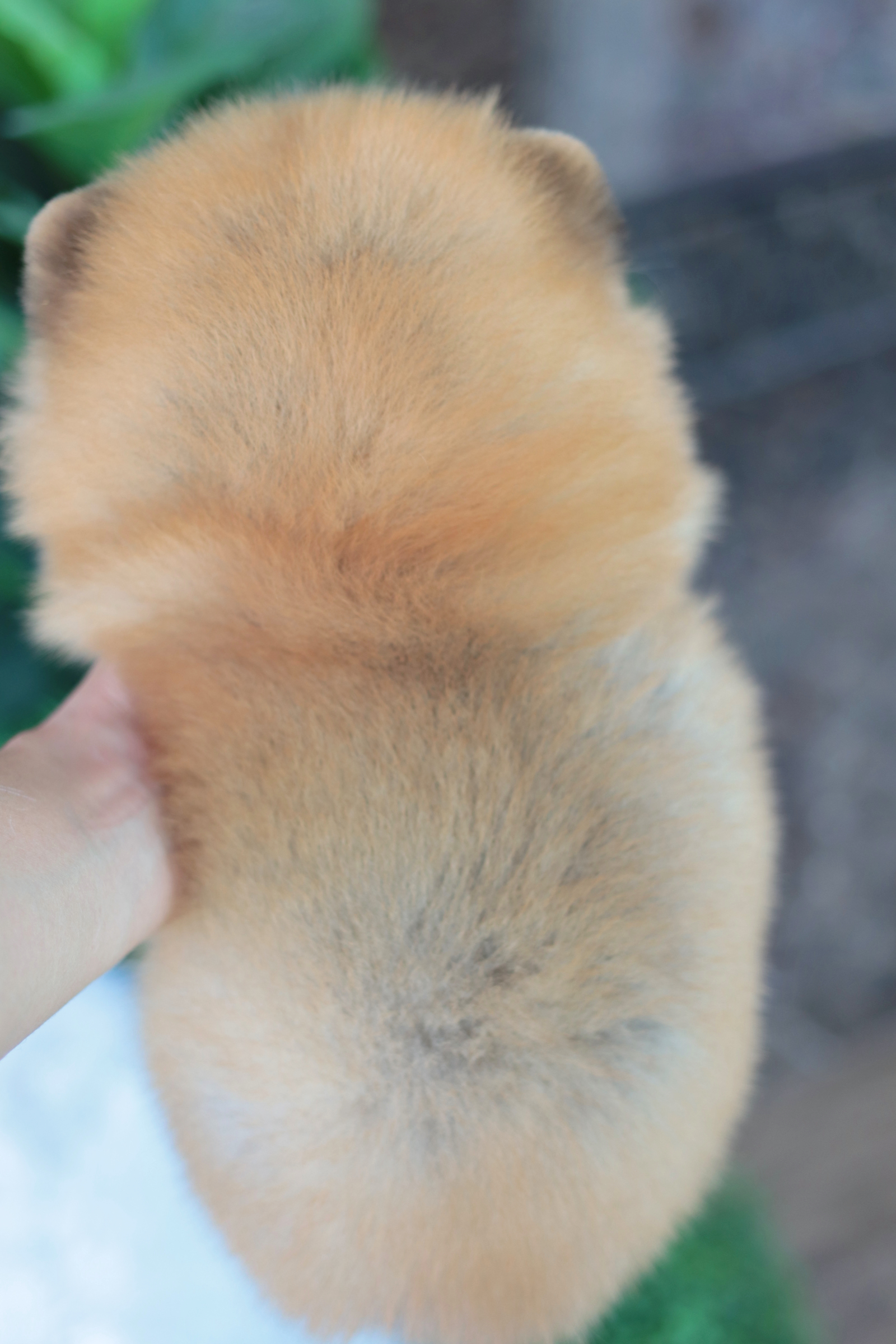 ปอมเมอเรเนียน เพศเมียสีส้ม