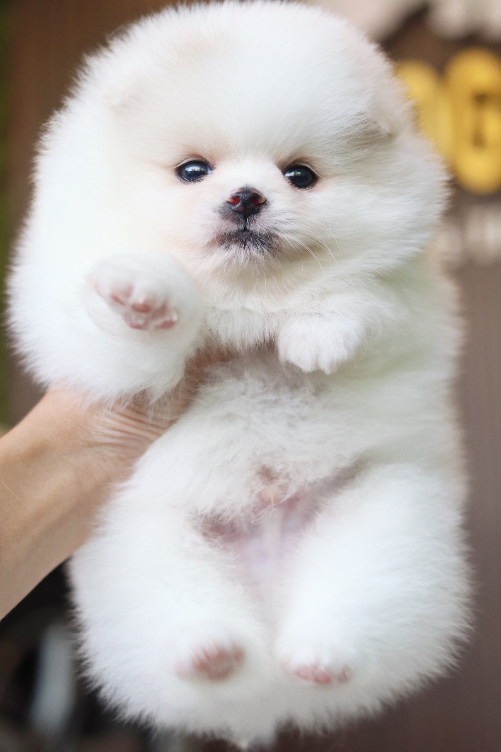 ปอมเมอเรเนียน เพศผู้ สีขาวครีม