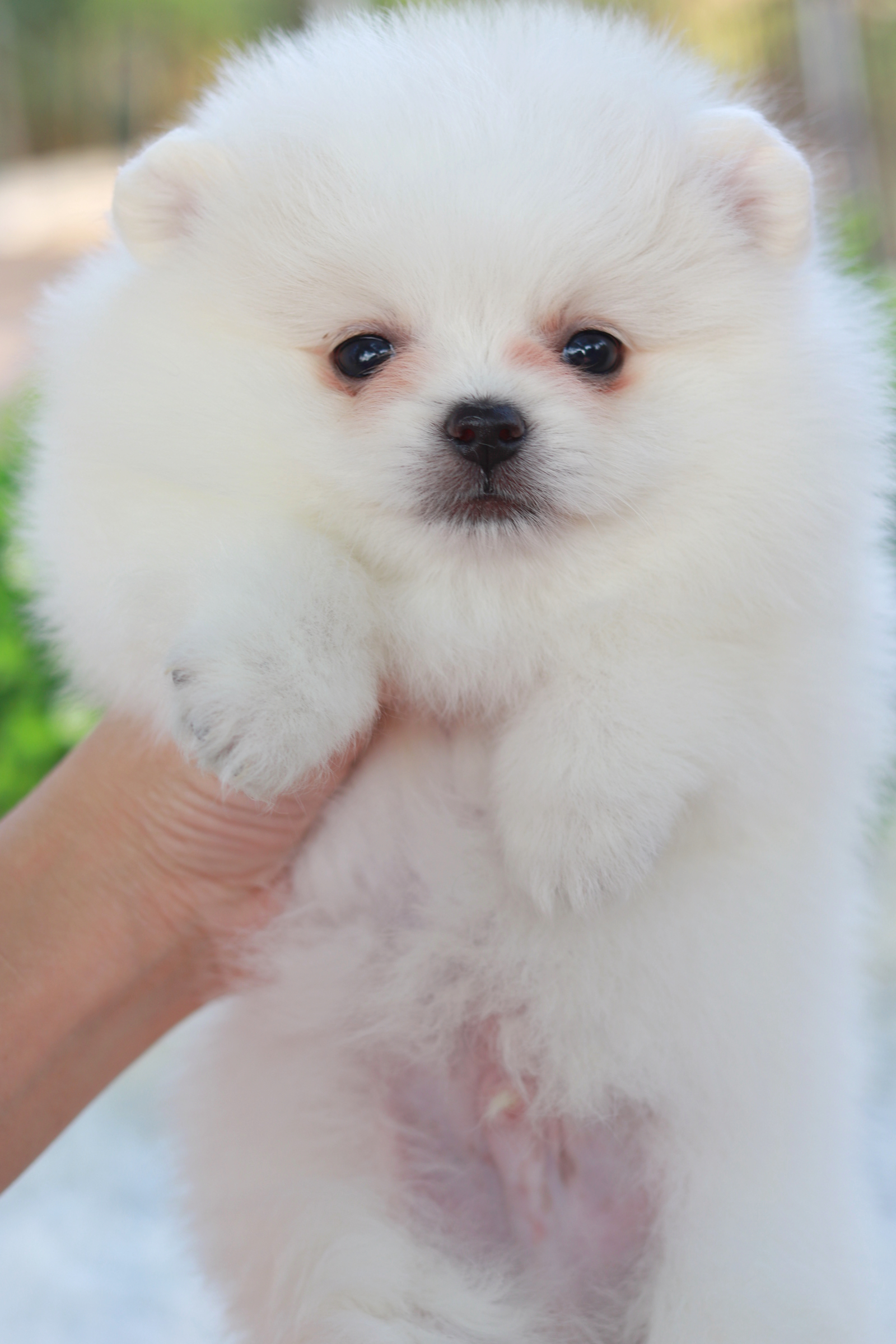 ปอมเมอเรเนียน เพศผู้ขาว