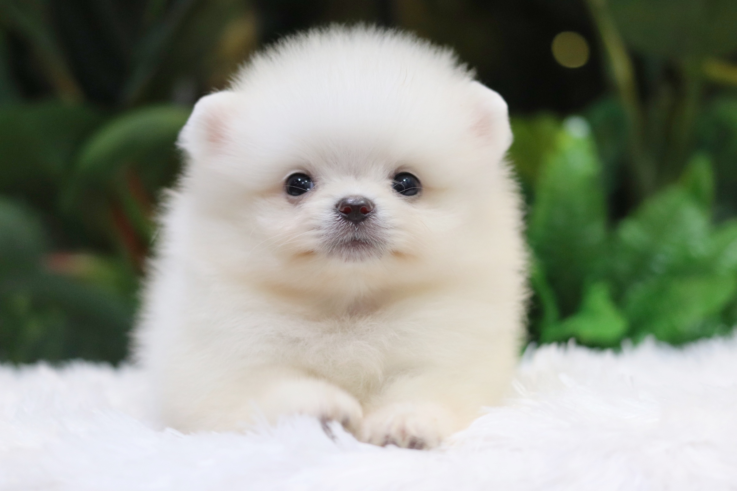 ปอมเมอเรเนียน เพศเมียขาวครีม