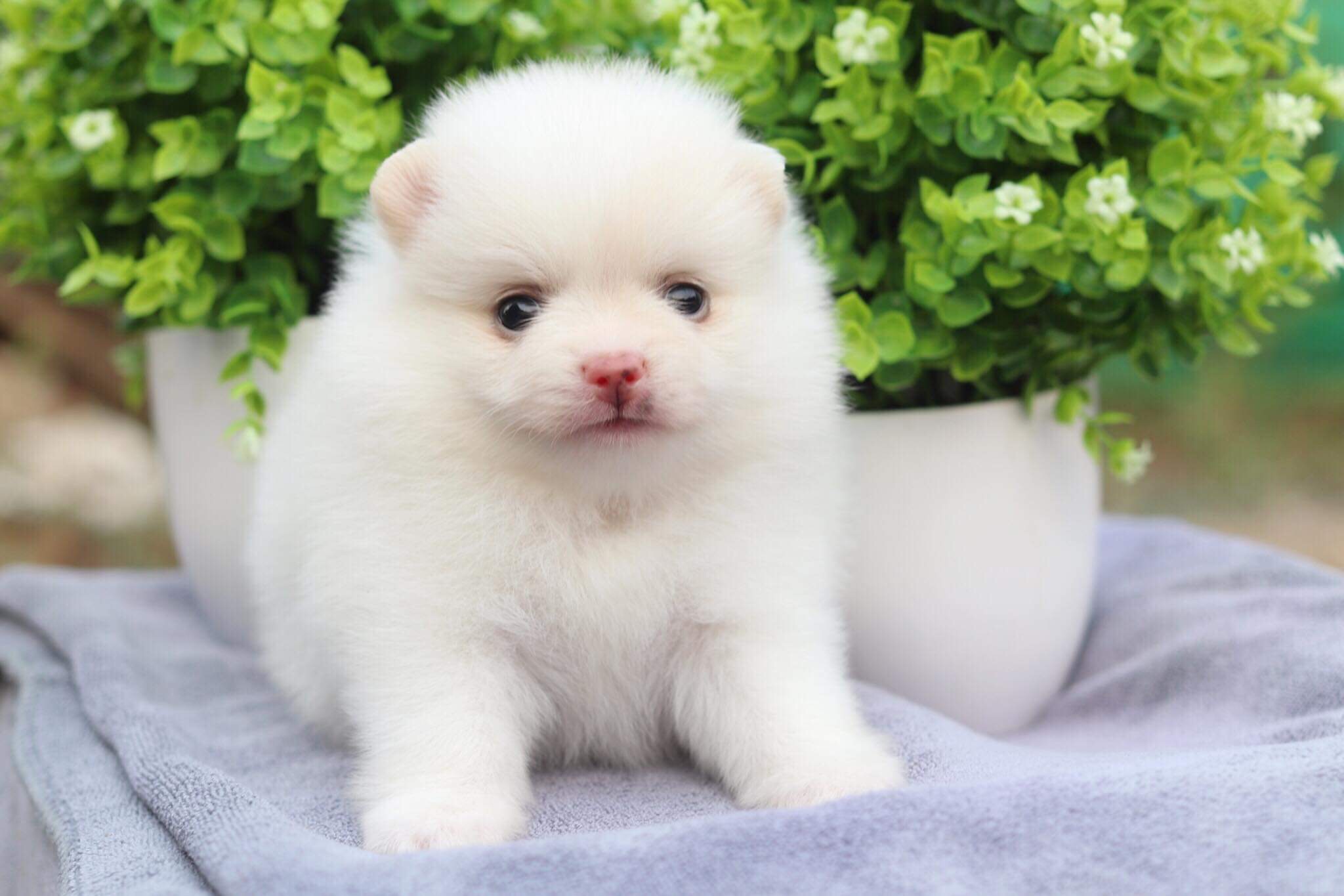 ปอมเมอเรเนียน เพศเมีย