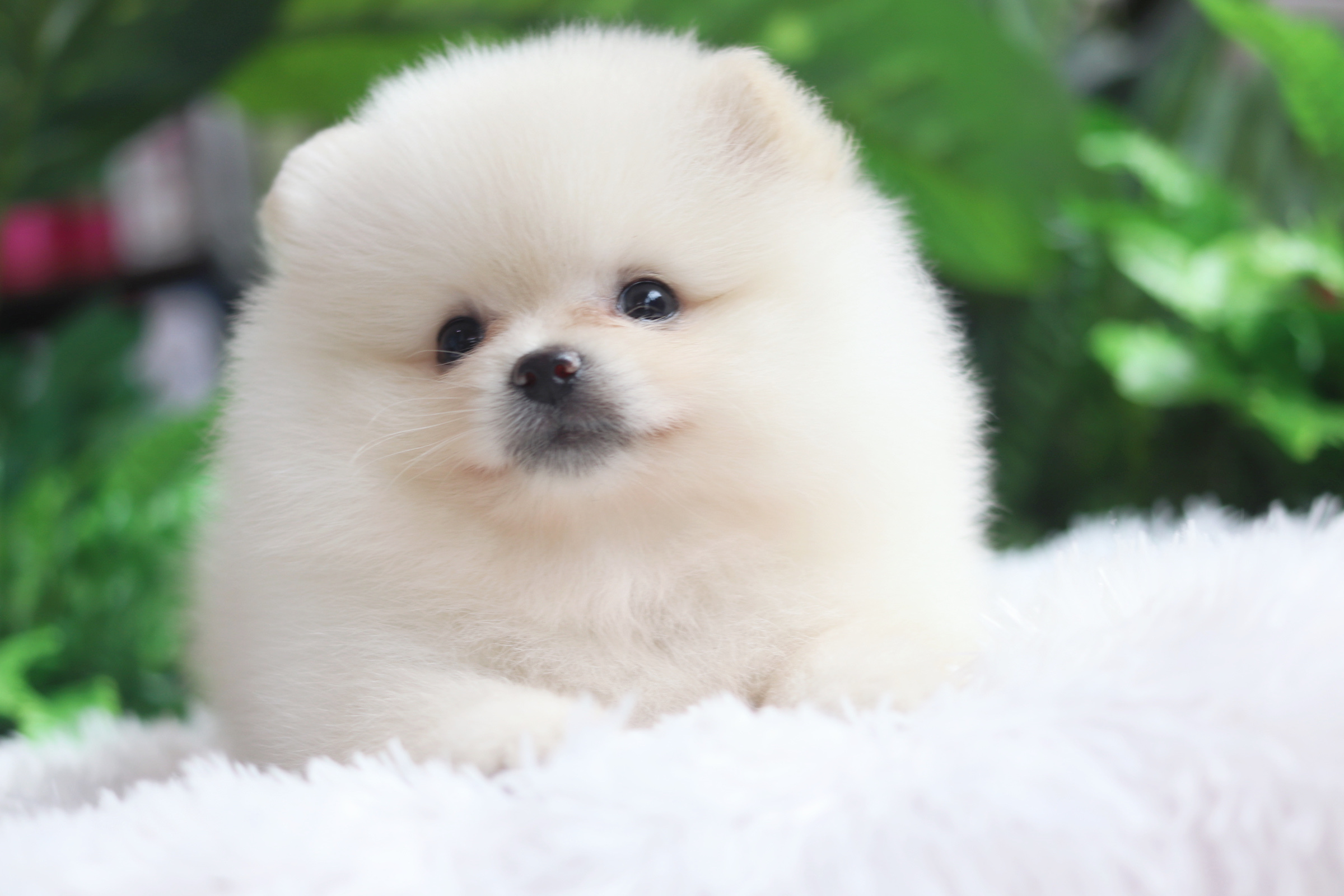 ปอมเมอเรเนียน เพศผู้ ขาวครีม