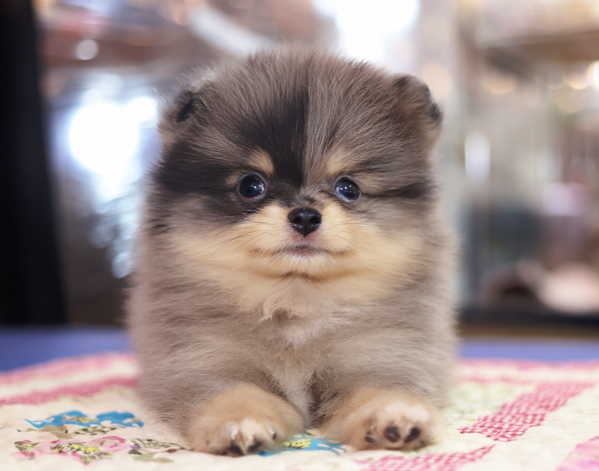 ปอมเมอเรเนียน เพศผู้ สีเมอร์เร่