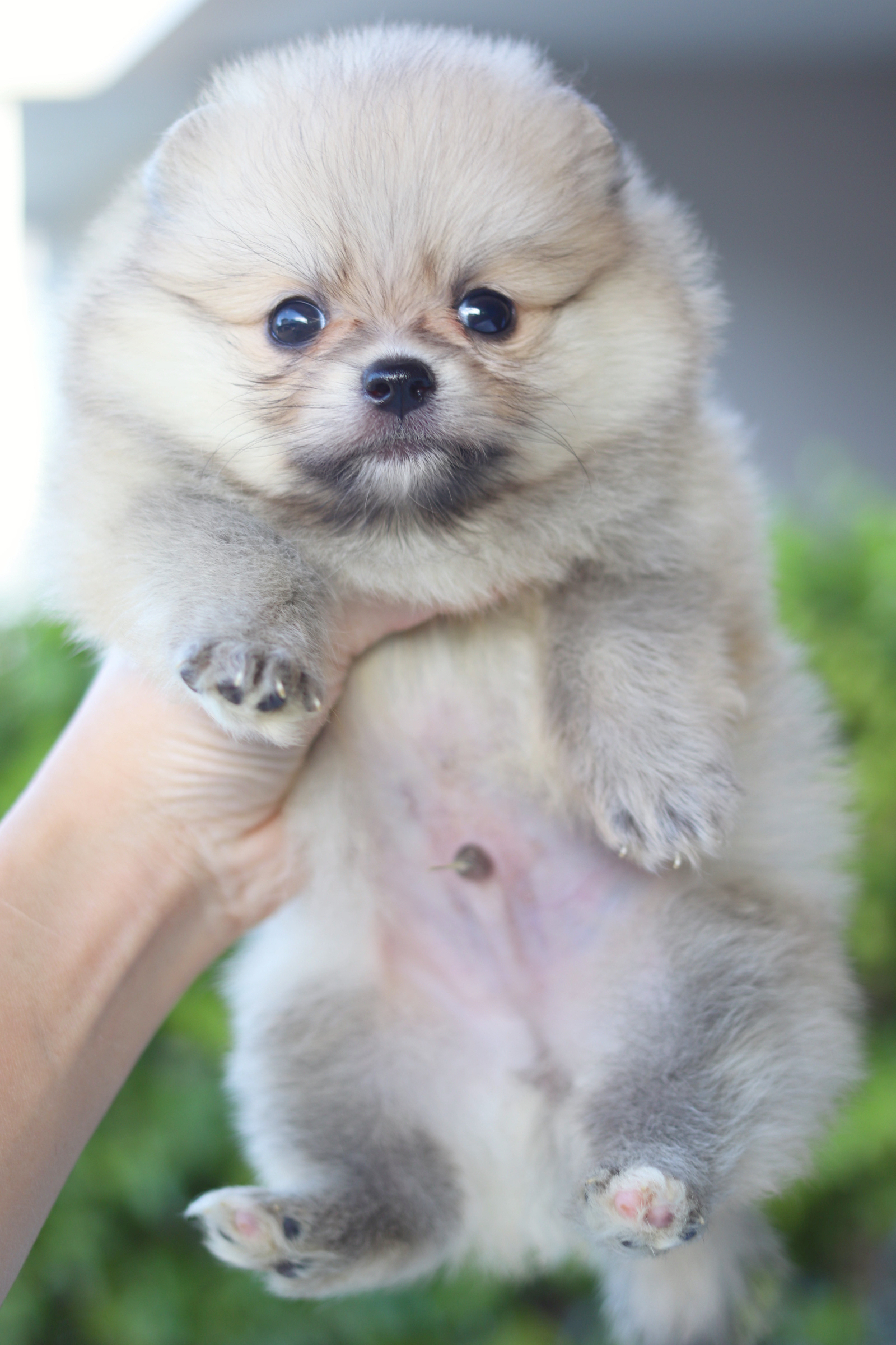 ปอมเมอเรเนียน เพศผู้สีส้ม