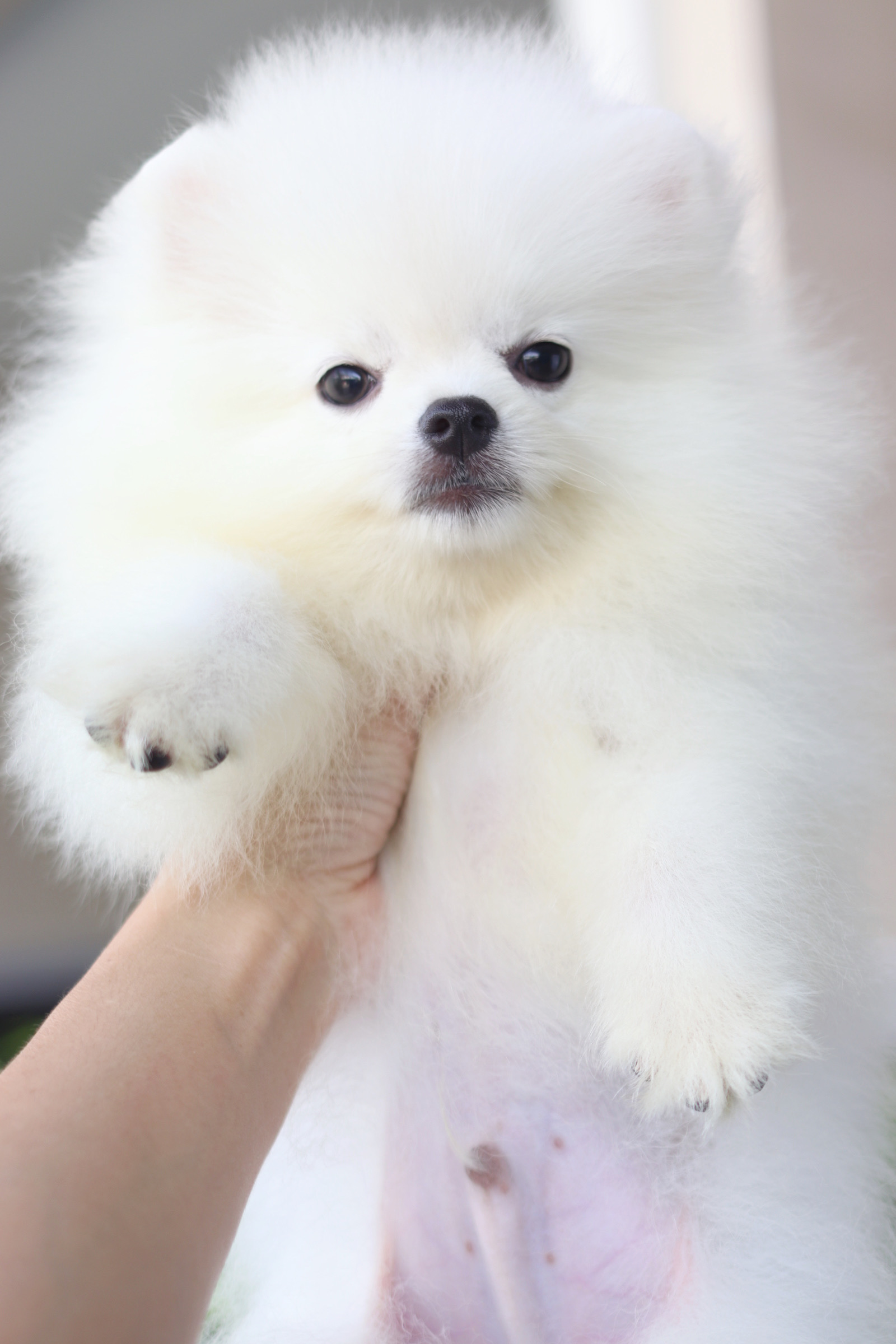 ปอมเมอเรเนียน เพศผู้ สีขาว