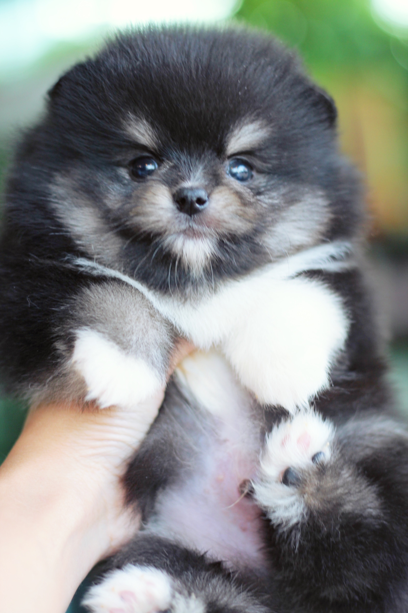 ปอมเมอเรเนียน เพศผู้ แบล็คแทน