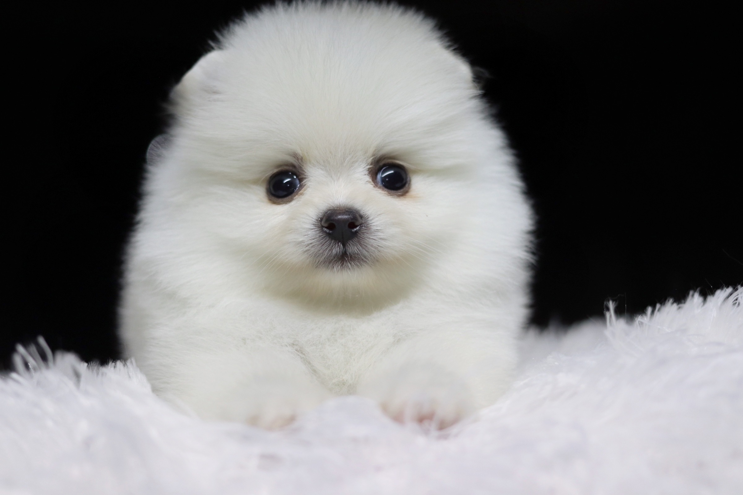 ปอมเมอเรเนียน เพศเมียขาวครีม