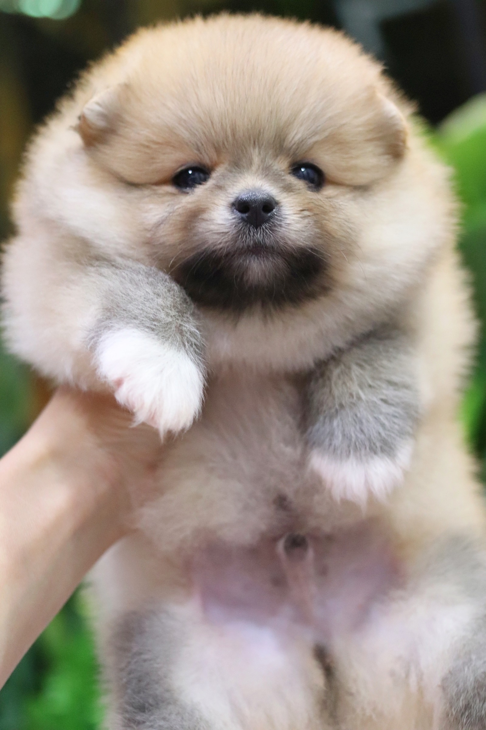 ปอมเมอเรเนียน เพศผู้ สีส้ม