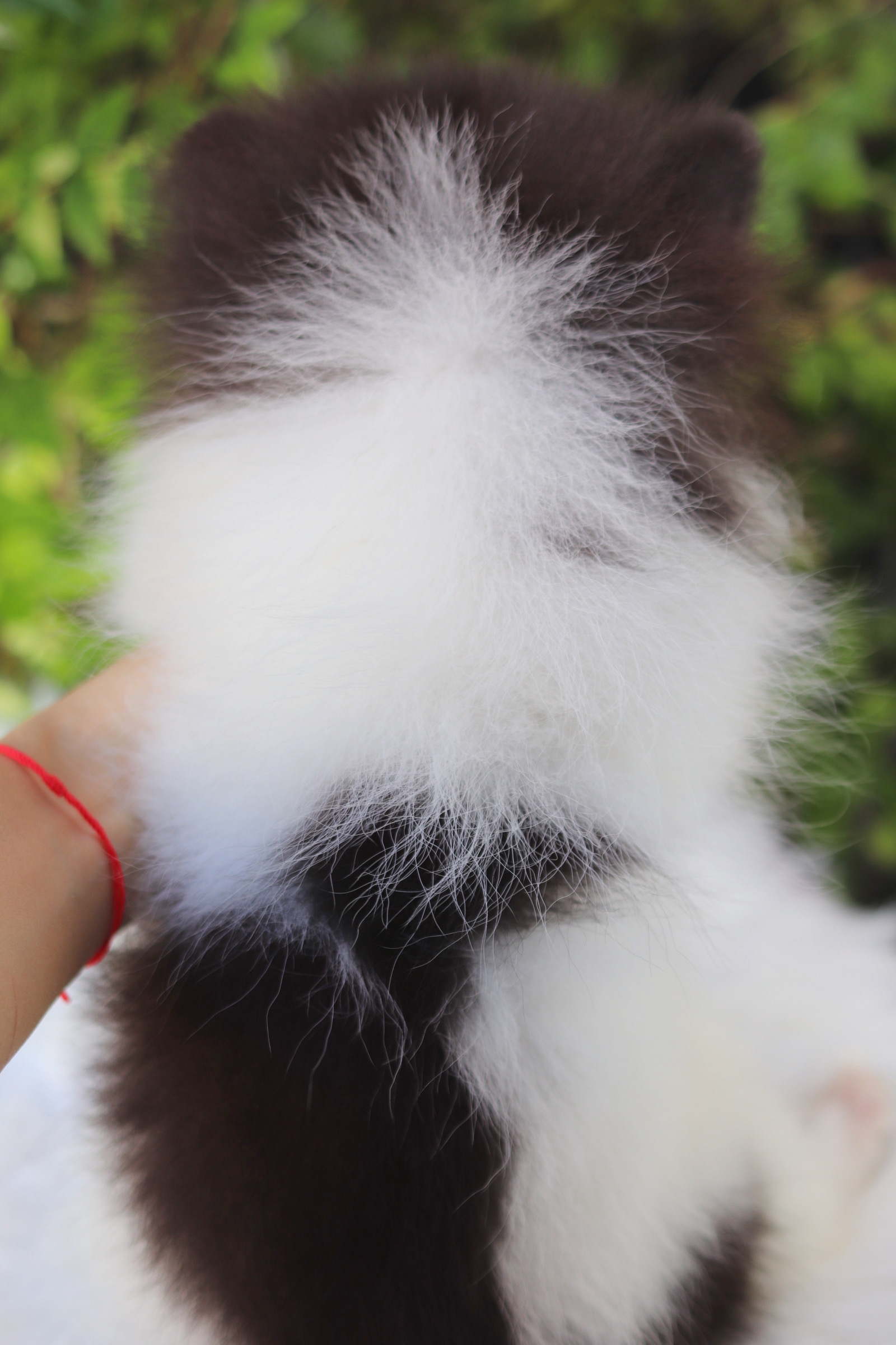 ปอมเมอเรเนียน เพศเมียสีแฟนซี