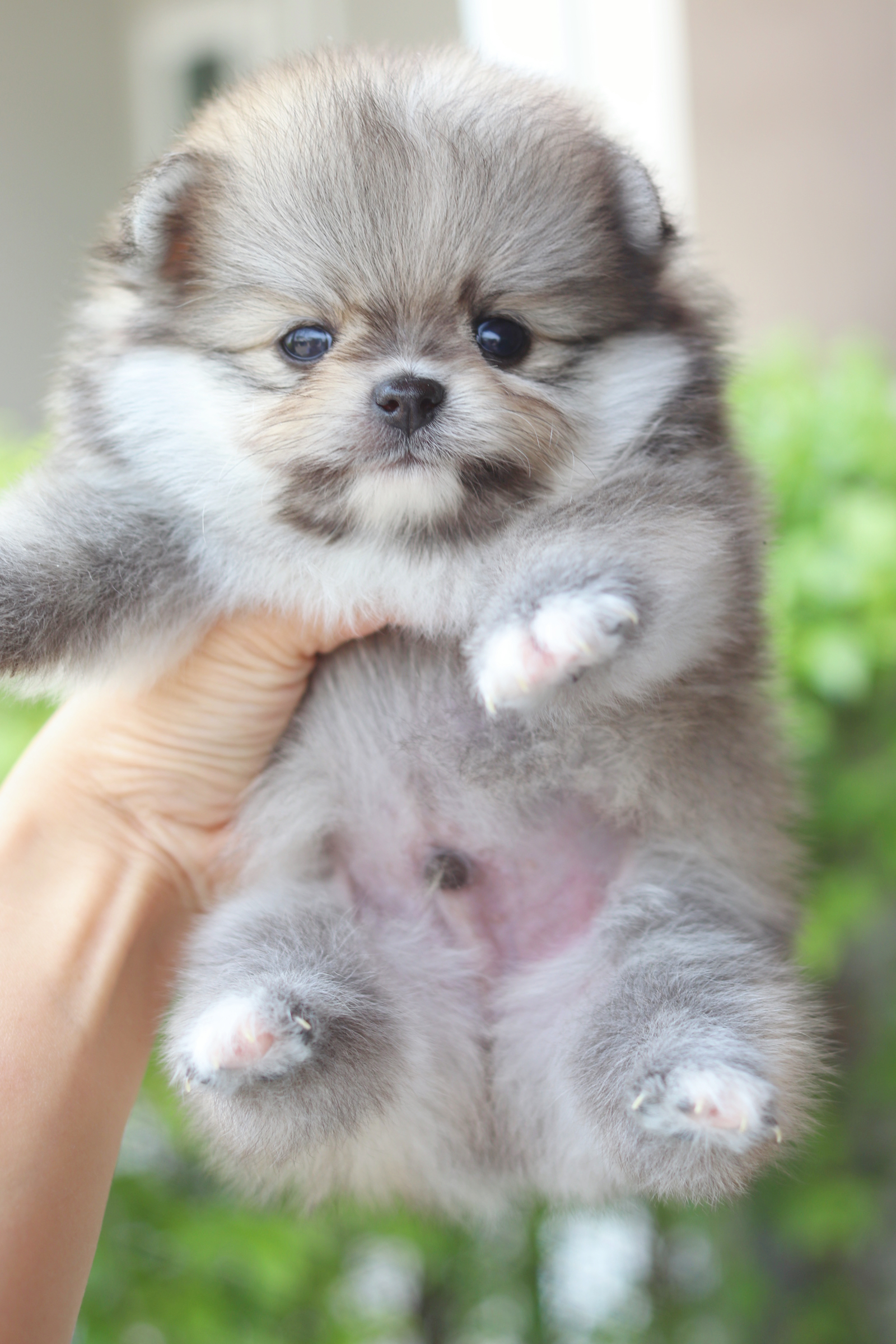 ปอมเมอเรเนียน เพศผู้สีส้ม