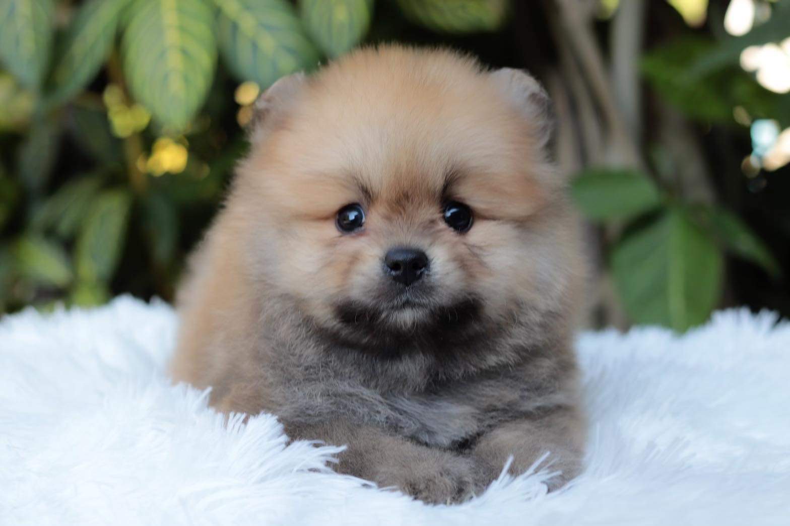 ปอมเมอเรเนียน เพศผู้ สีส้ม