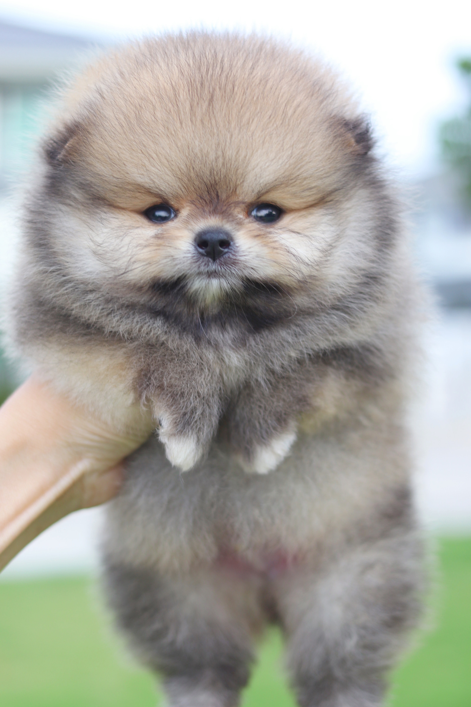 ปอมเมอเรเนียน เพศผู้สีส้ม เกรดโชว์