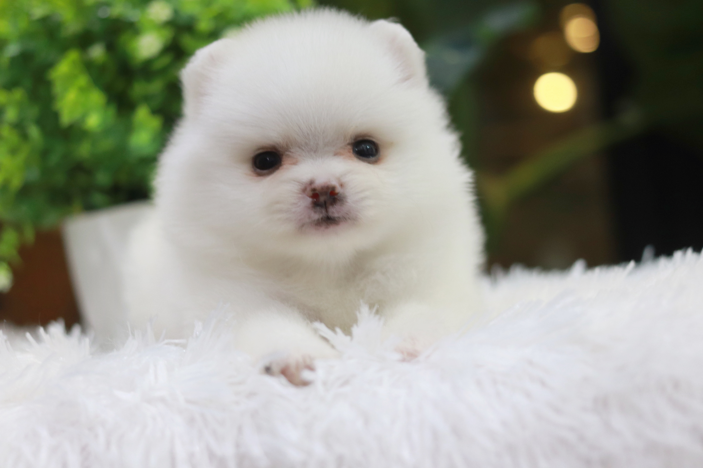 ปอมเมอเรเนียน เพศเมีย ไซส์เล็ก สีขาว