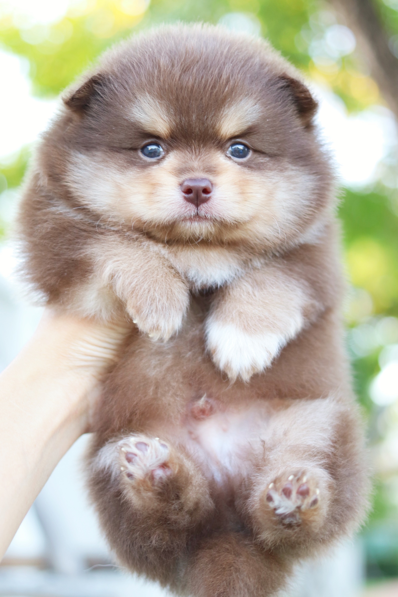 ปอมเมอเรเนียน เพศผู้ สีช็อคแทน