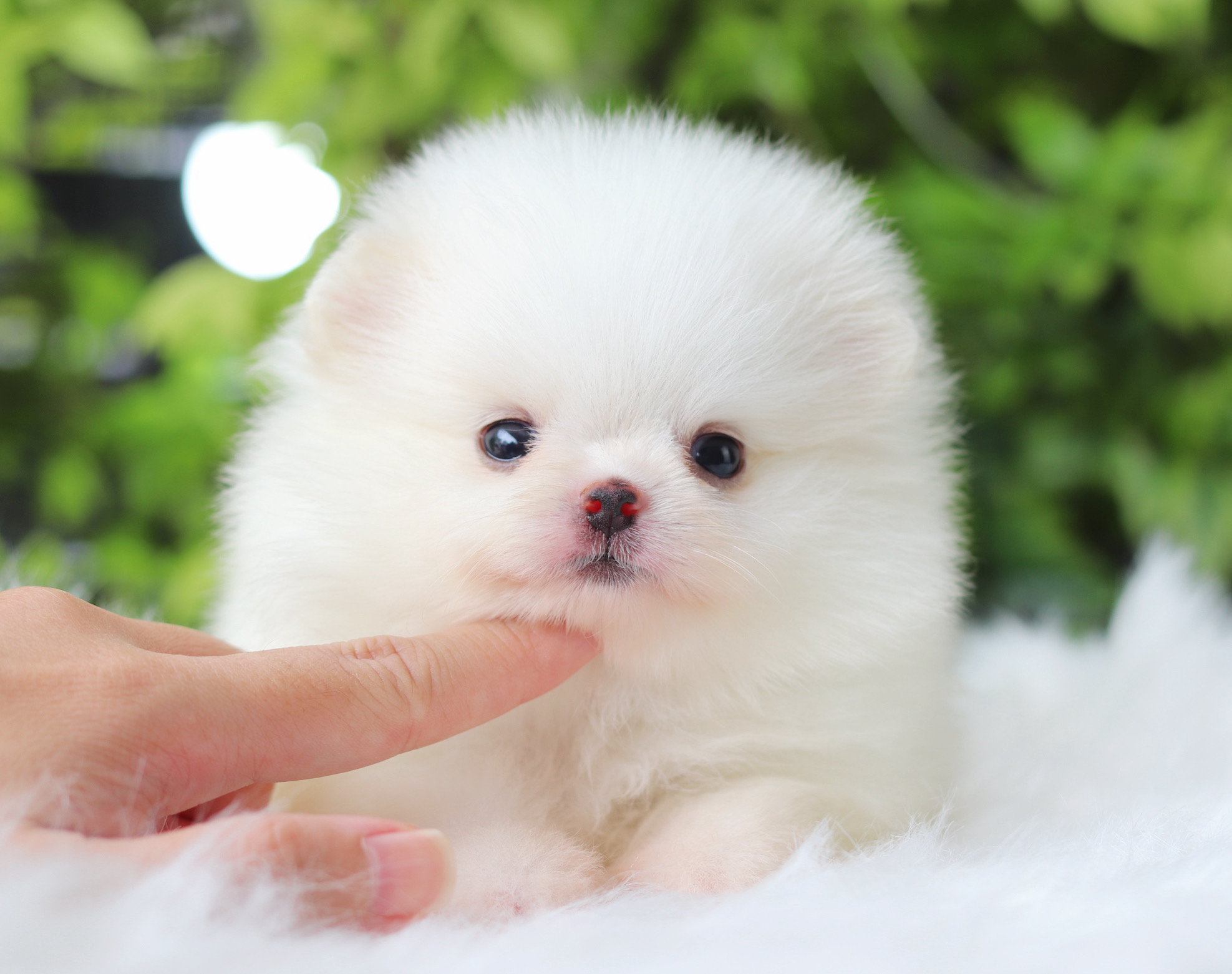 ปอมเมอเรเนียน เพศเมียสีขาว เกรดโชว์