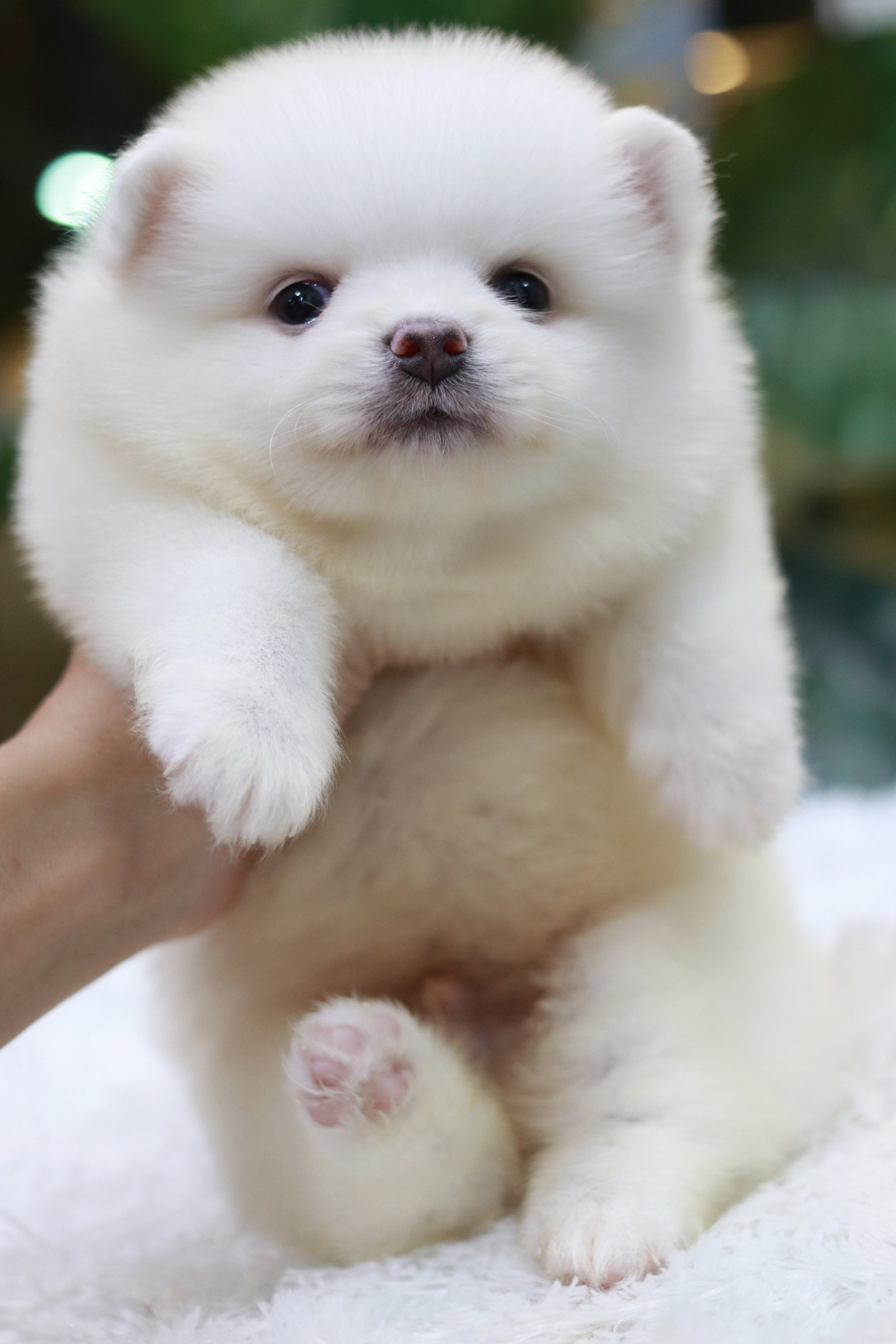 ปอมเมอเรเนียน เพศผู้ สีขาวครีม