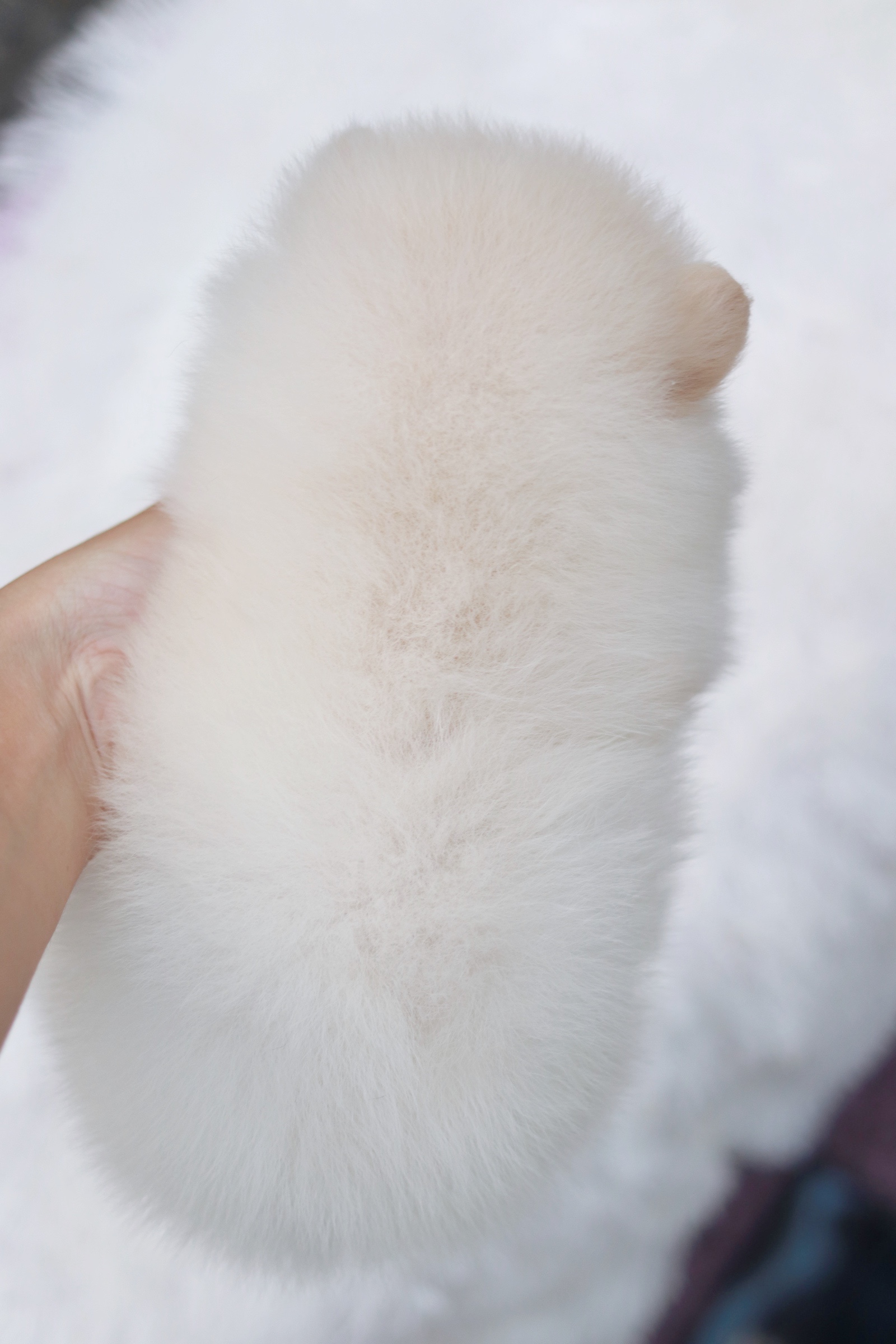 ปอมเมอเรเนียน เพศเมียสีขาวครีม