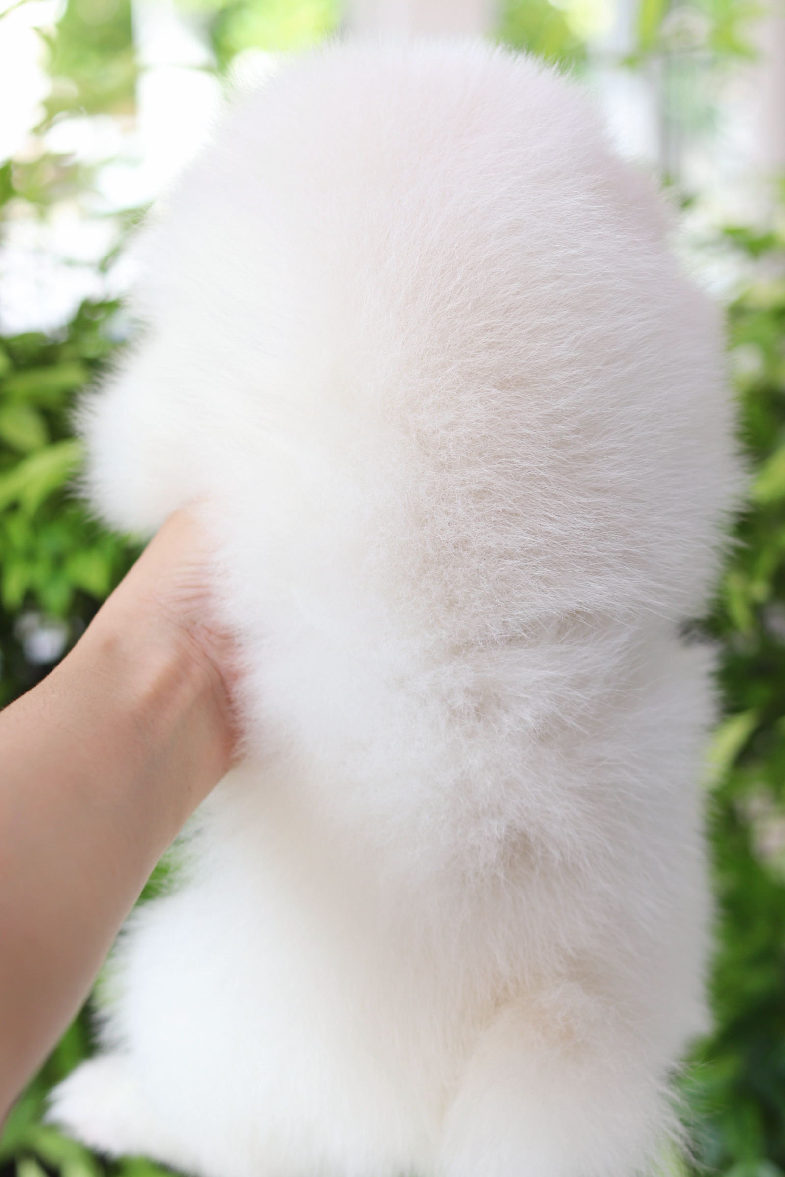 ปอมเมอเรเนียน เพศเมียสีขาวครีม