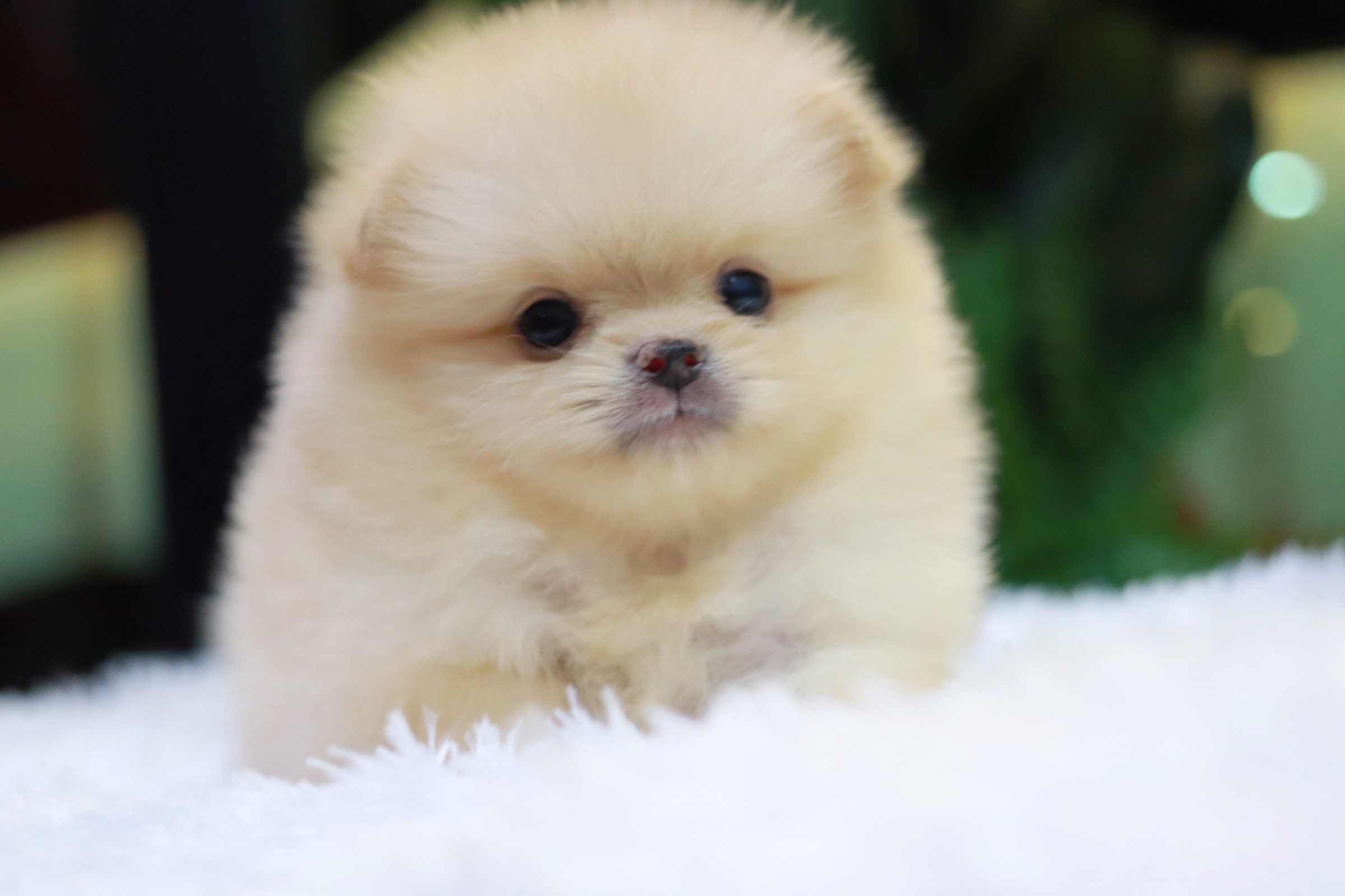 ปอมเมอเรเนียน เพศผู้สีครีม