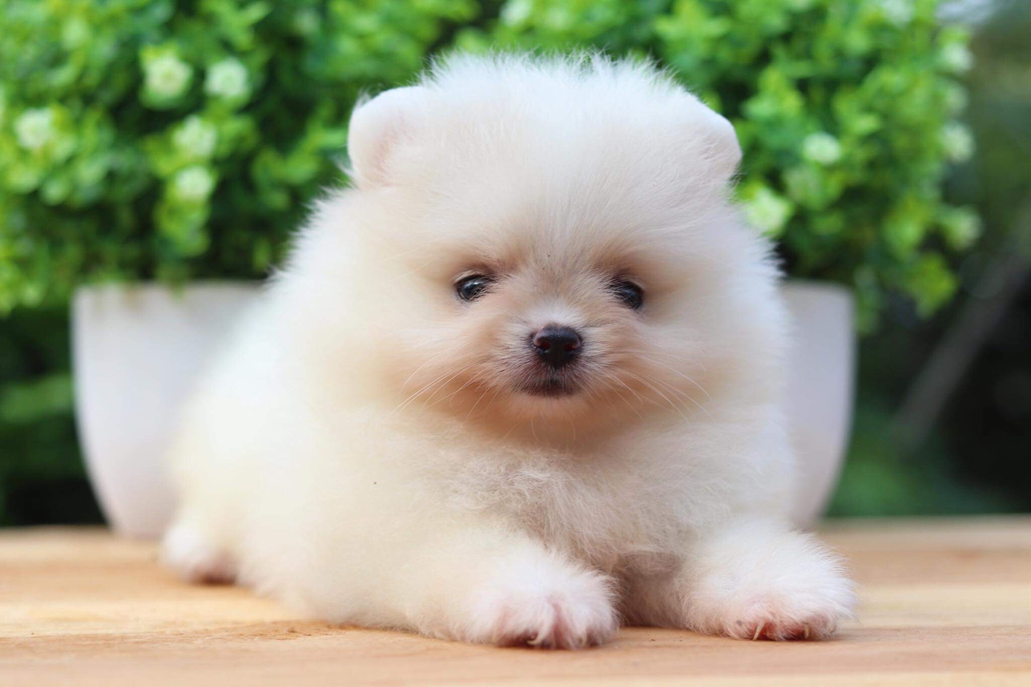 ปอมเมอเรเนียน เพศเมีย