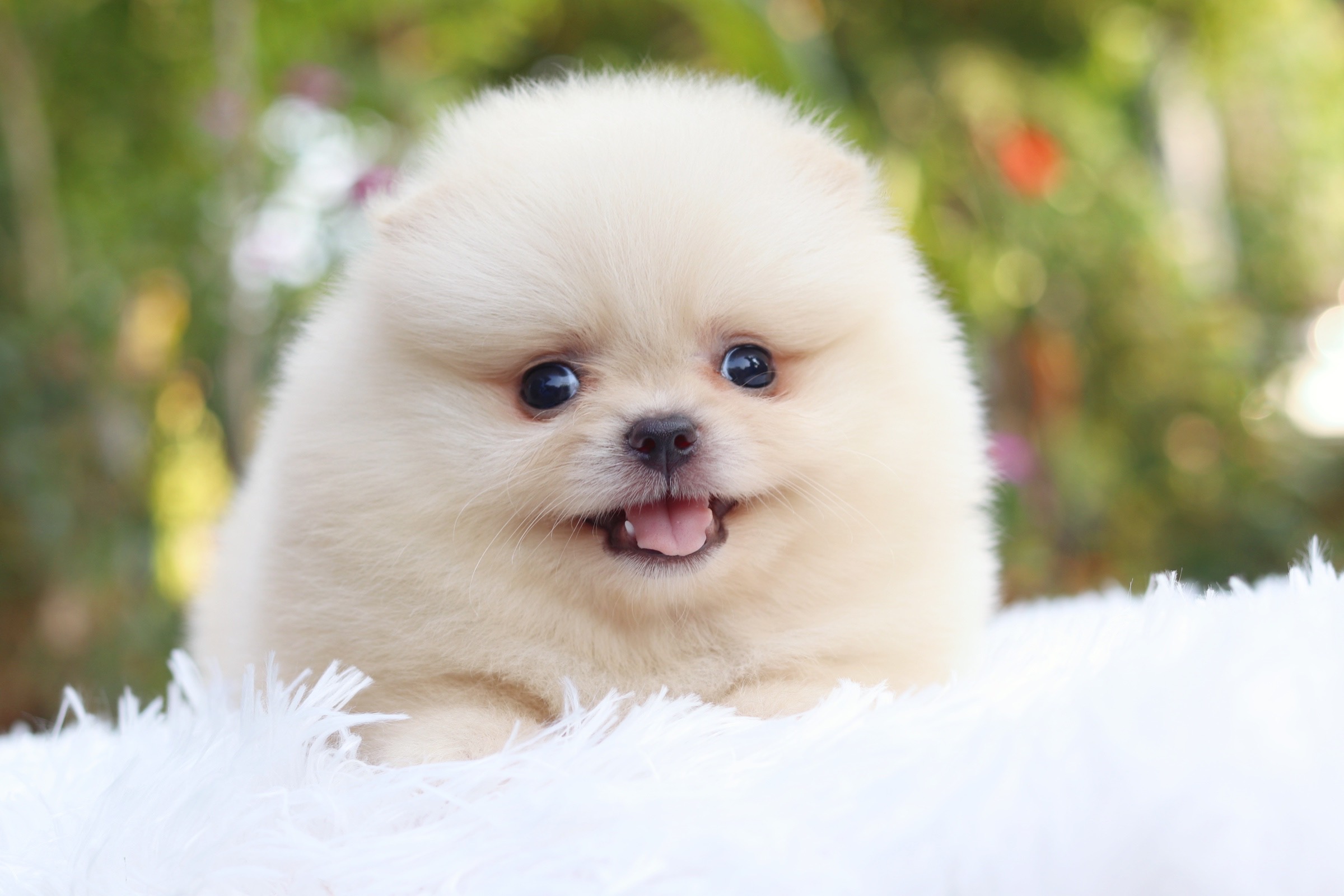 ปอมเมอเรเนียน เพศผู้ สีขาวครีม หน้าตุ๊กตา