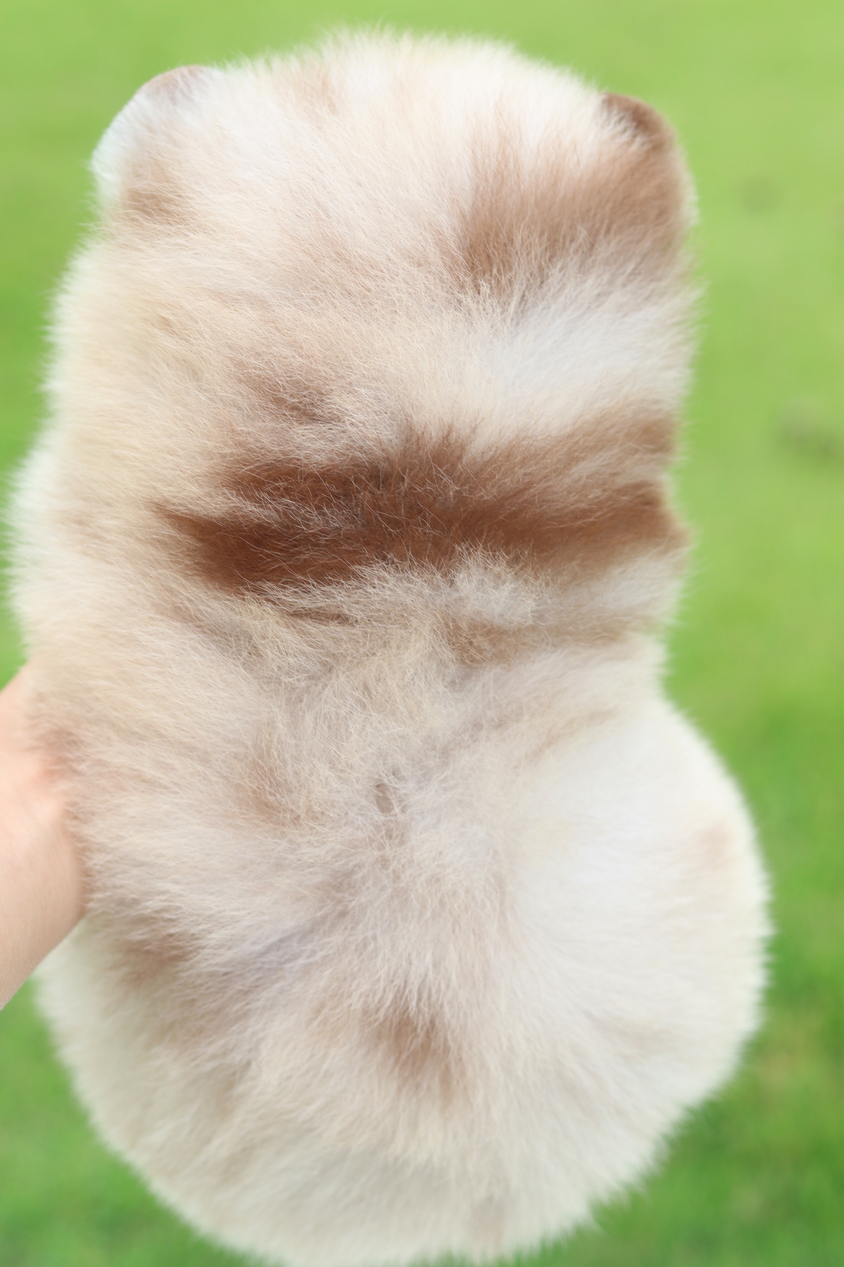 ปอมเมอเรเนียน เพศผู้สีช็อคเมอร์เร่