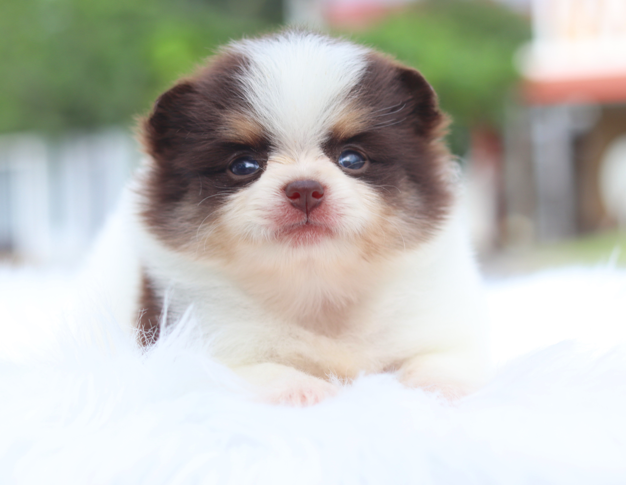 ปอมเมอเรเนียน เพศเมียสีแฟนซีช็อค