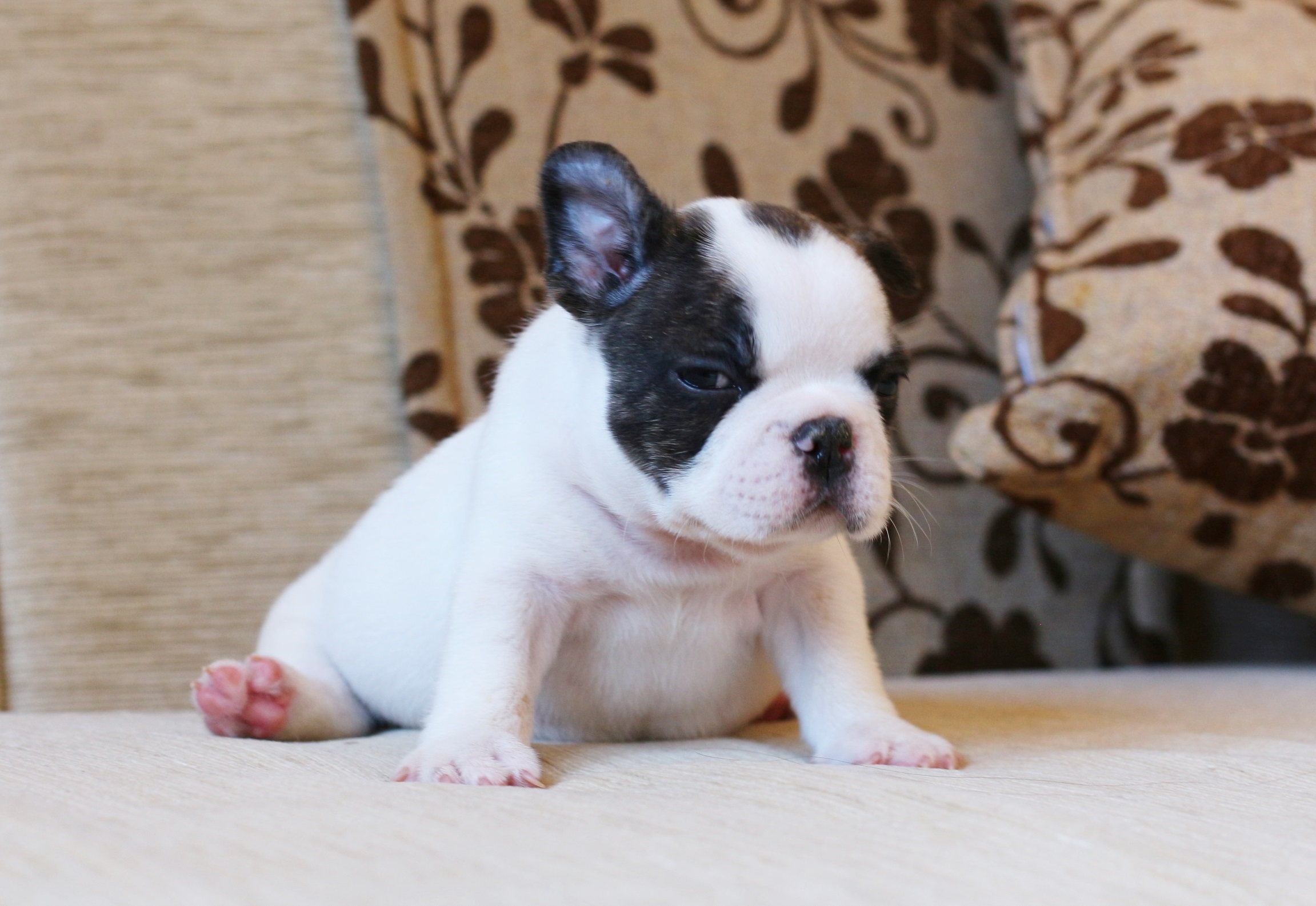 เด็กชายพะโล้ หน้าตากวนๆ มาร์คกิ้งหน้ากาก