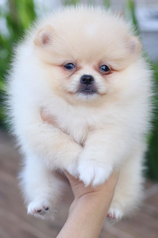 ปอมเมอเรเนียน เพศเมีย