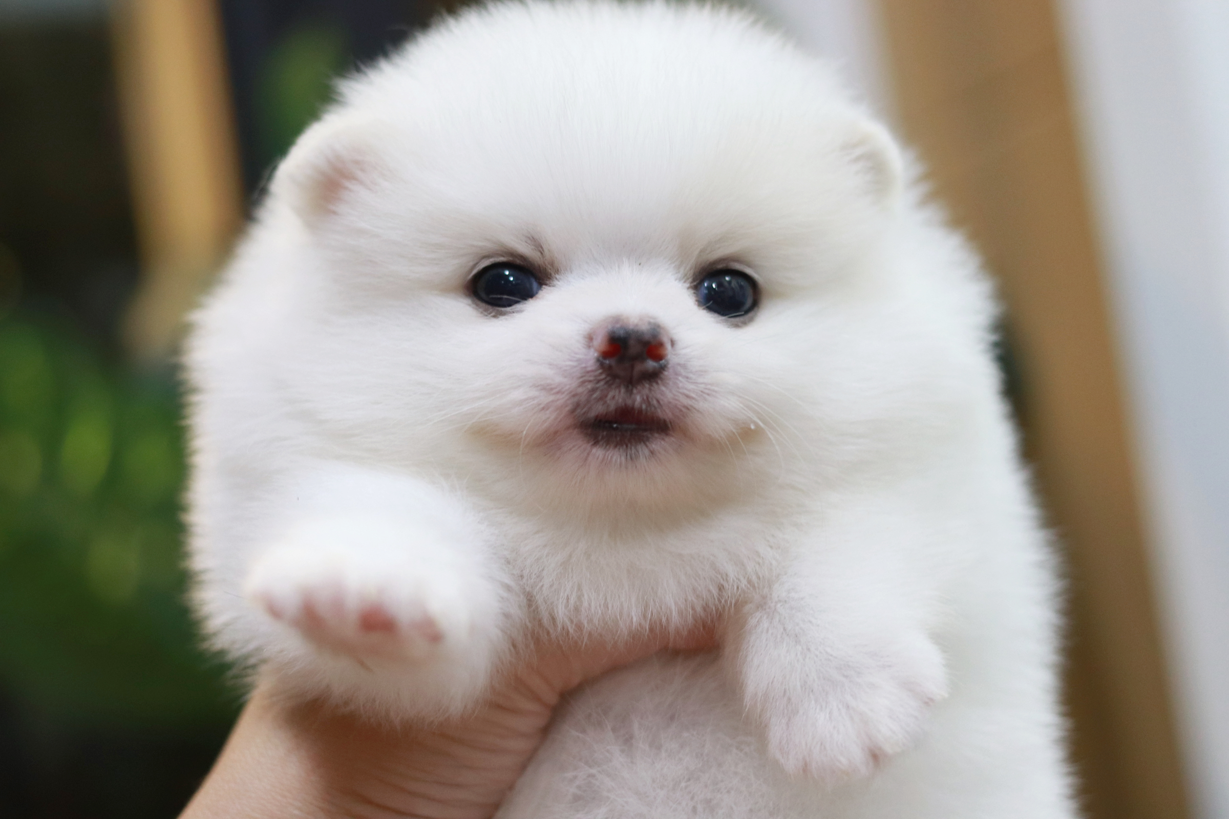 ปอมเมอเรเนียน เพศผู้ ขาว