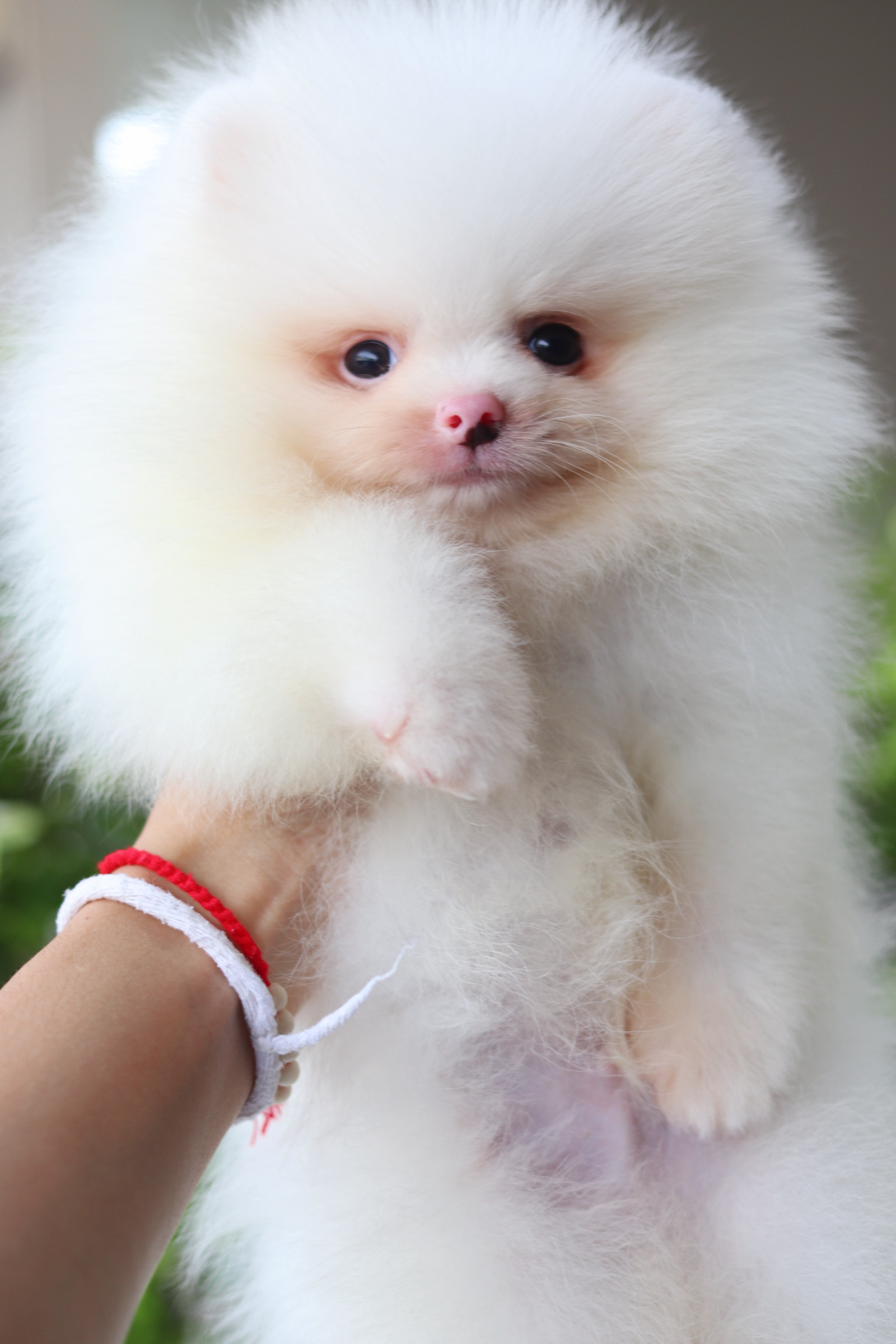 ปอมเมอเรเนียน เพศผู้สีขาว