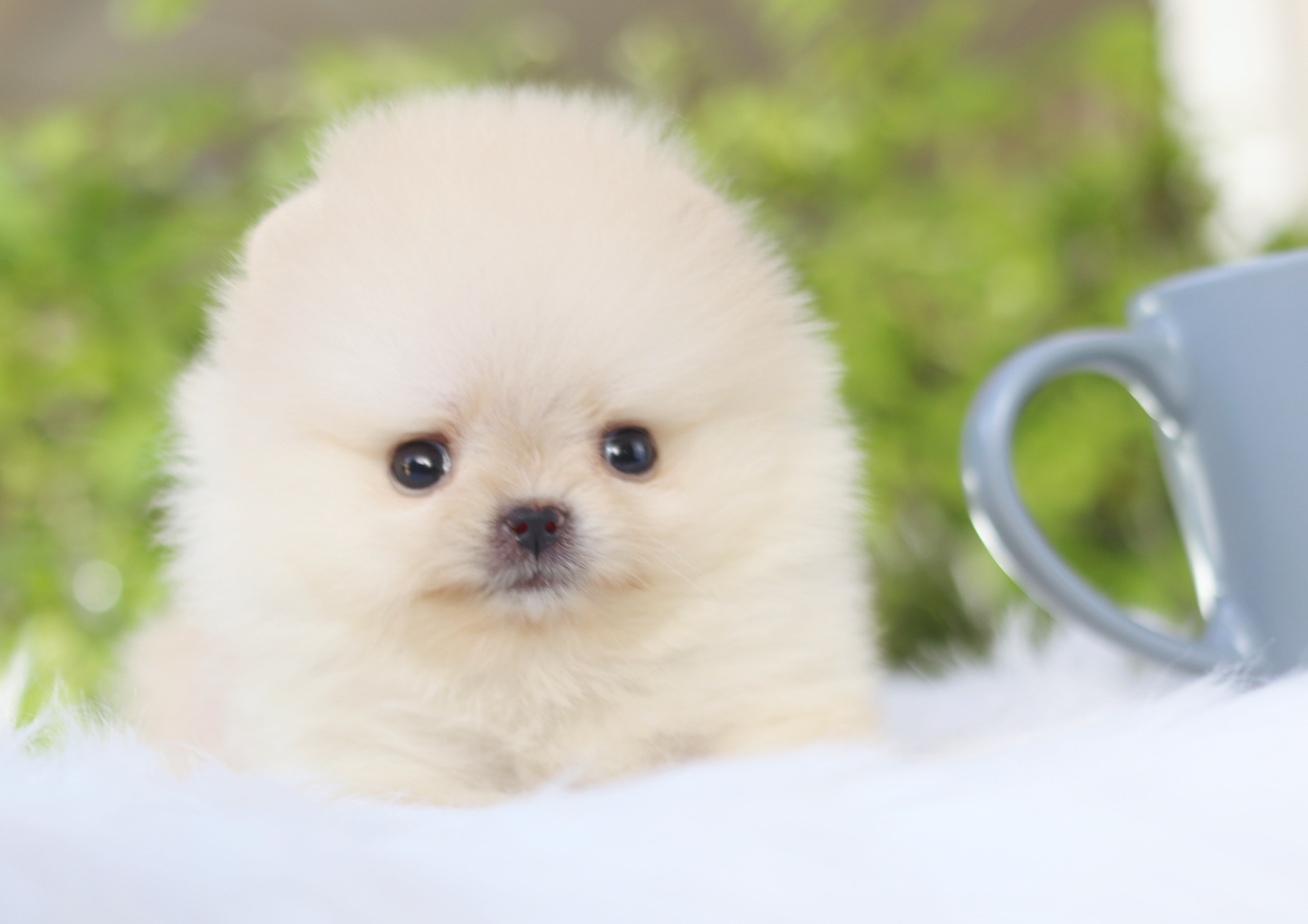 ปอมเมอเรเนียน เพศเมียสีขาวครีม ทีคัพ