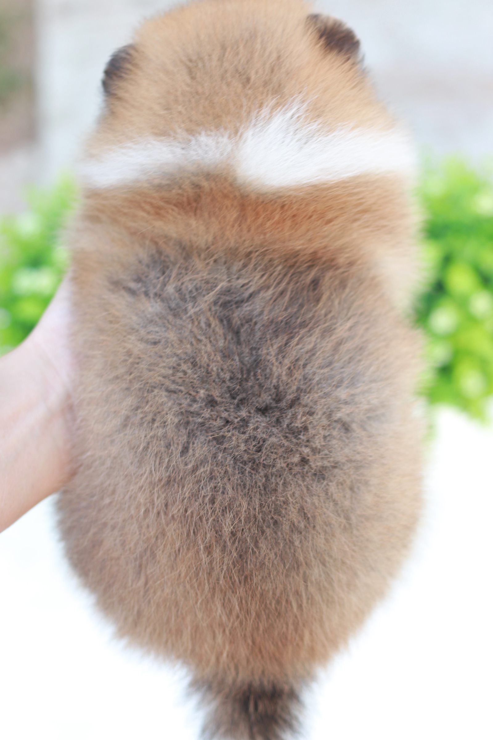 ปอมเมอเรเนียน เพศเมีย