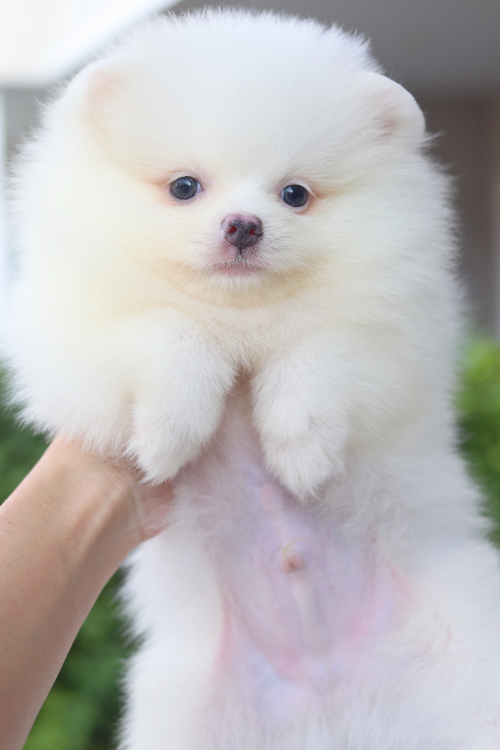 ปอมเมอเรเนียน เพศผู้สีขาวครีม