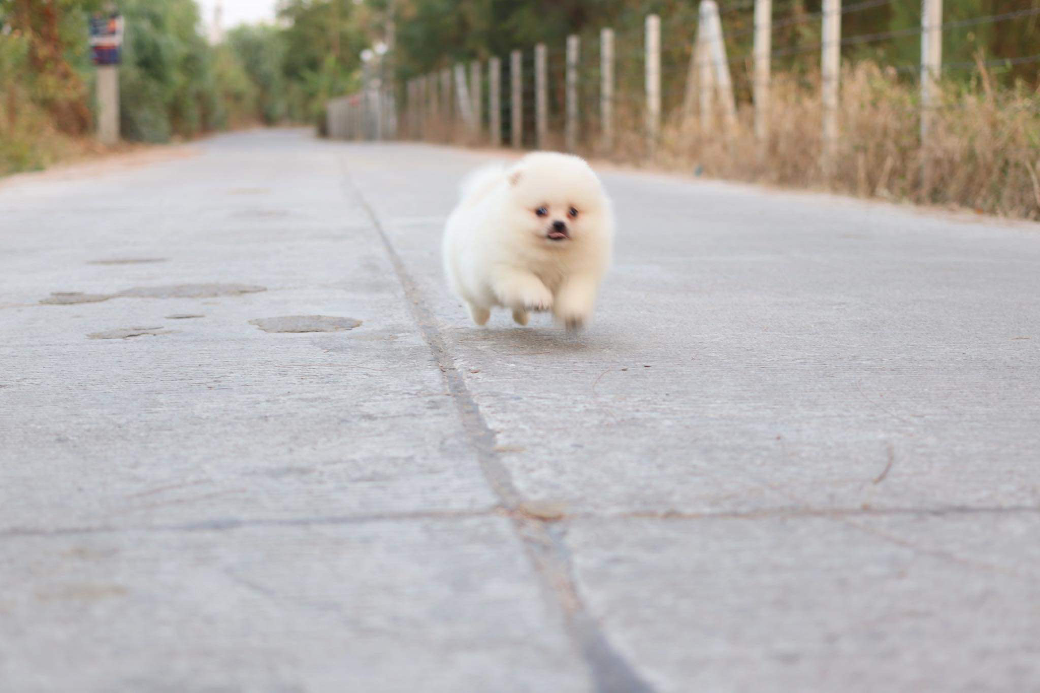 ปอมเมอเรเนียน เพศผู้