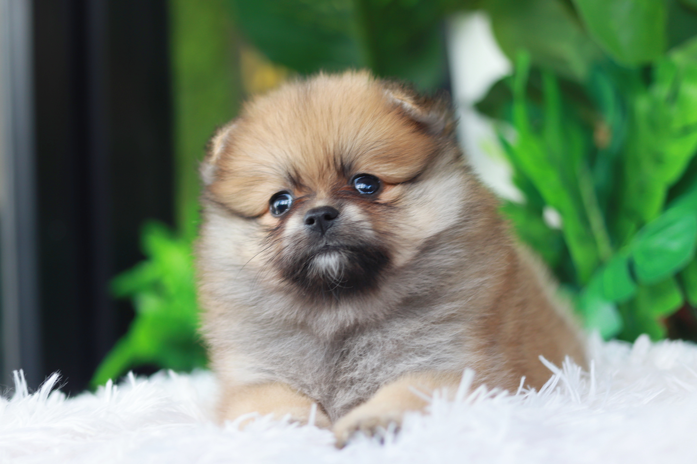 ปอมเมอเรเนียน เพศเมียส้ม