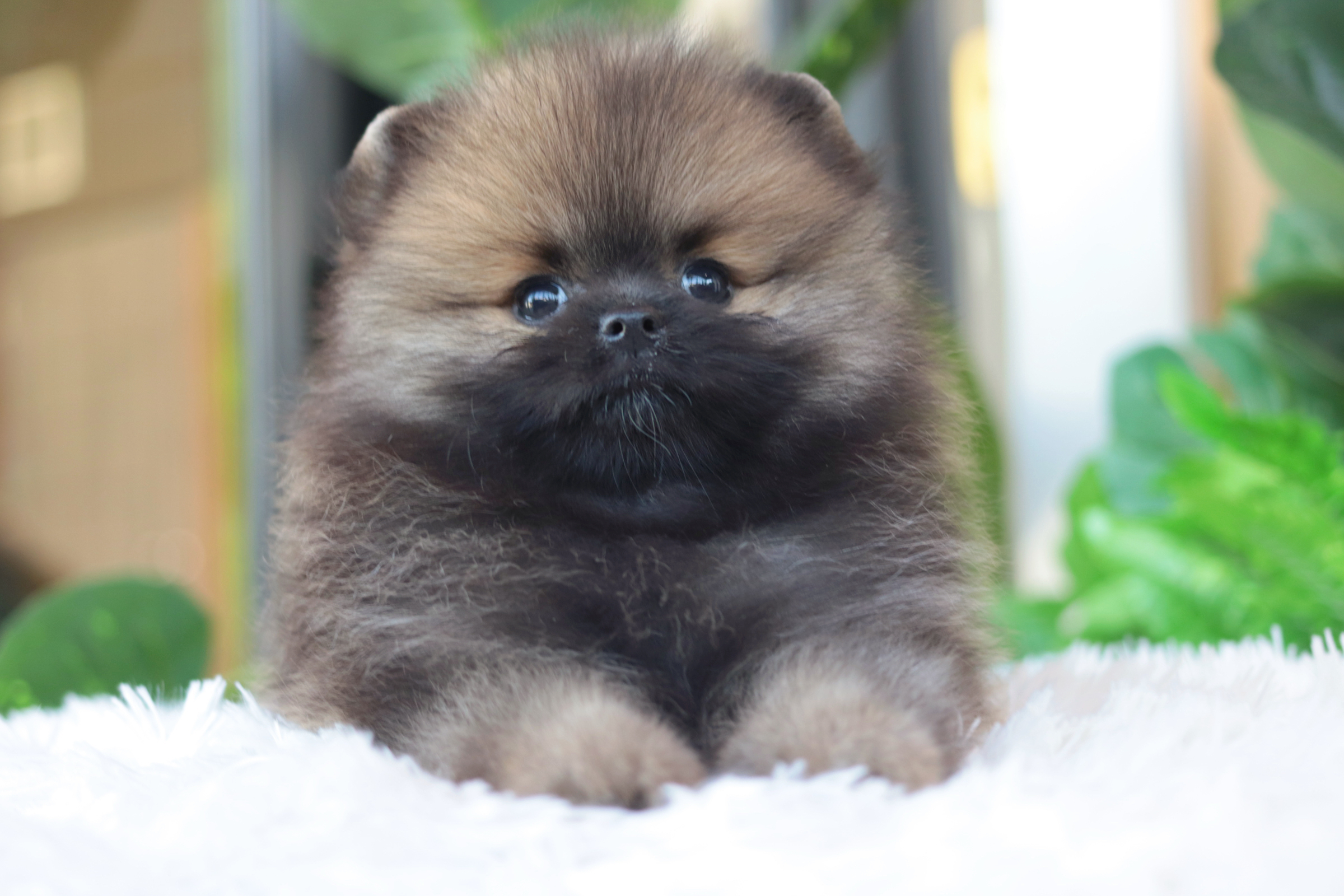 ปอมเมอเรเนียน เพศผู้สีส้ม