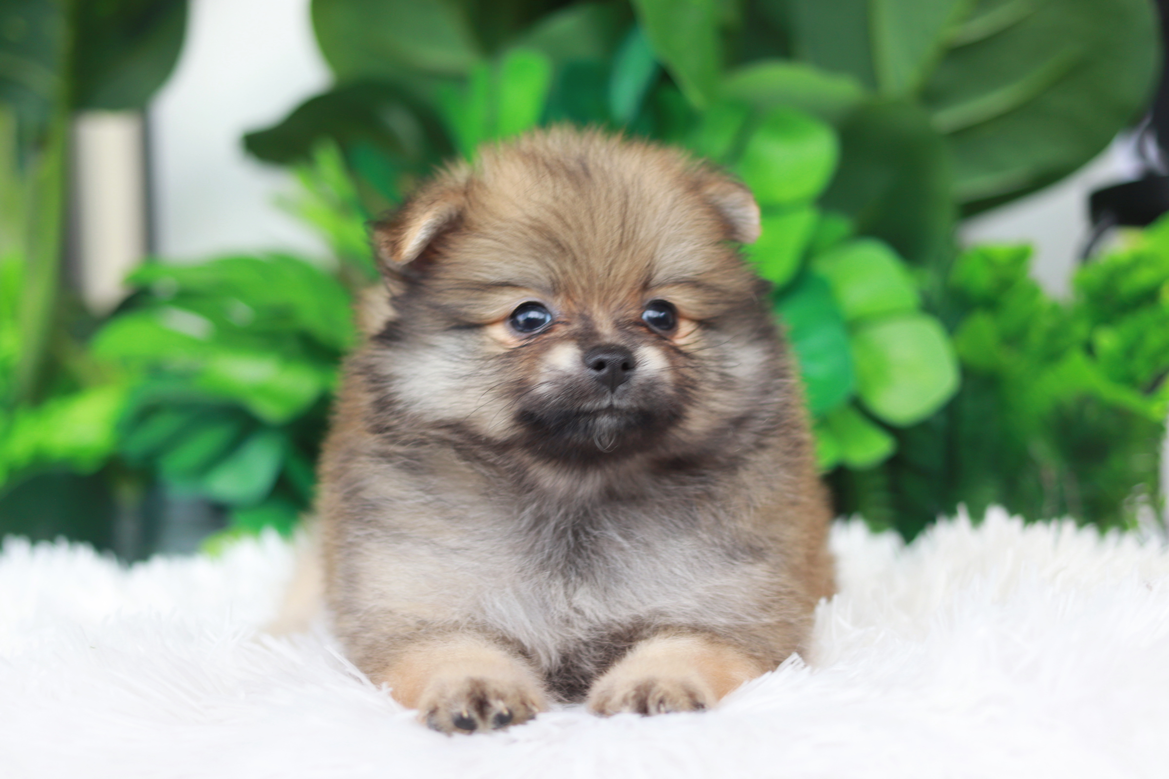 ปอมเมอเรเนียน เพศผู้สีส้ม