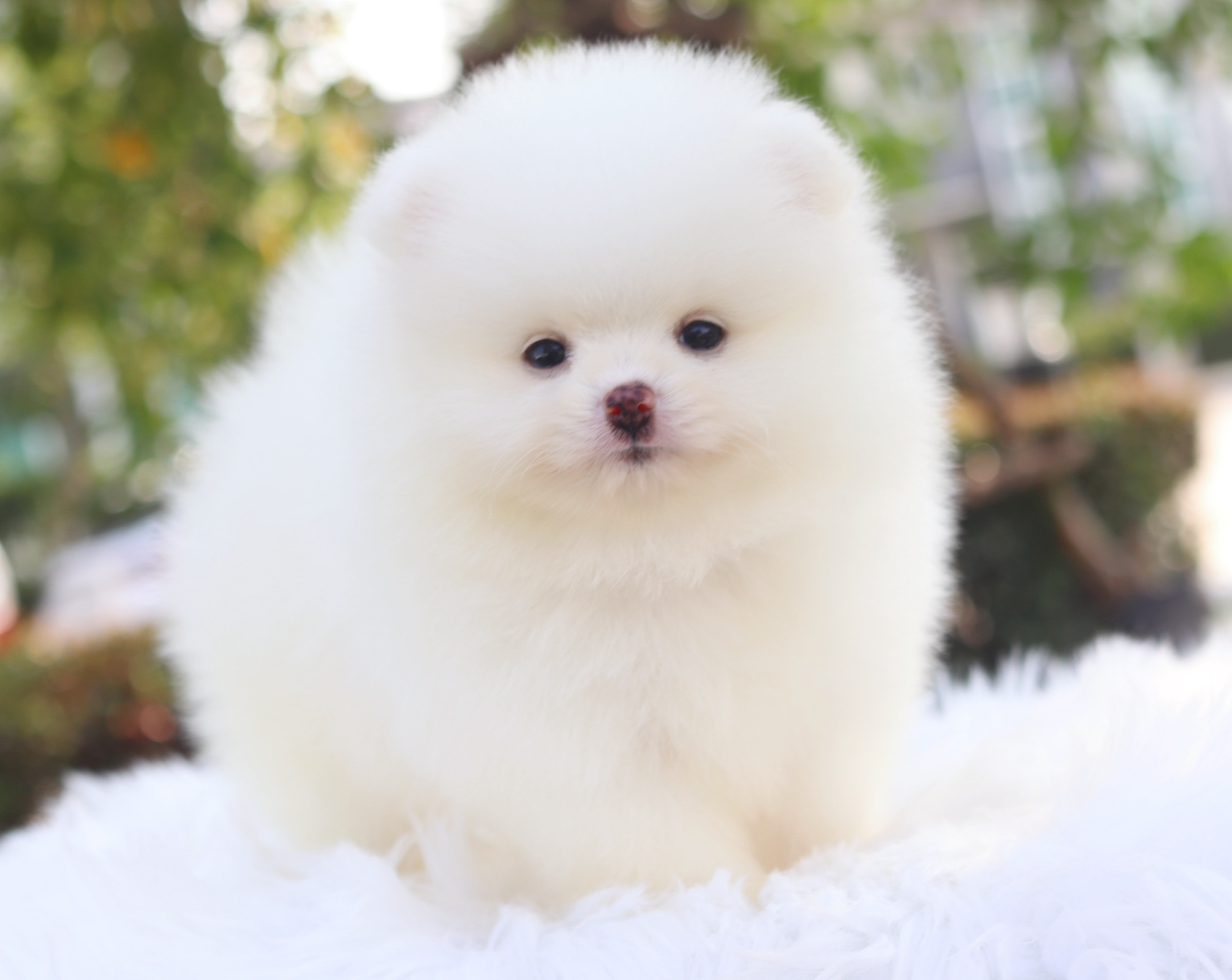 ปอมเมอเรเนียน เพศเมียสีขาว เกรดโชว์