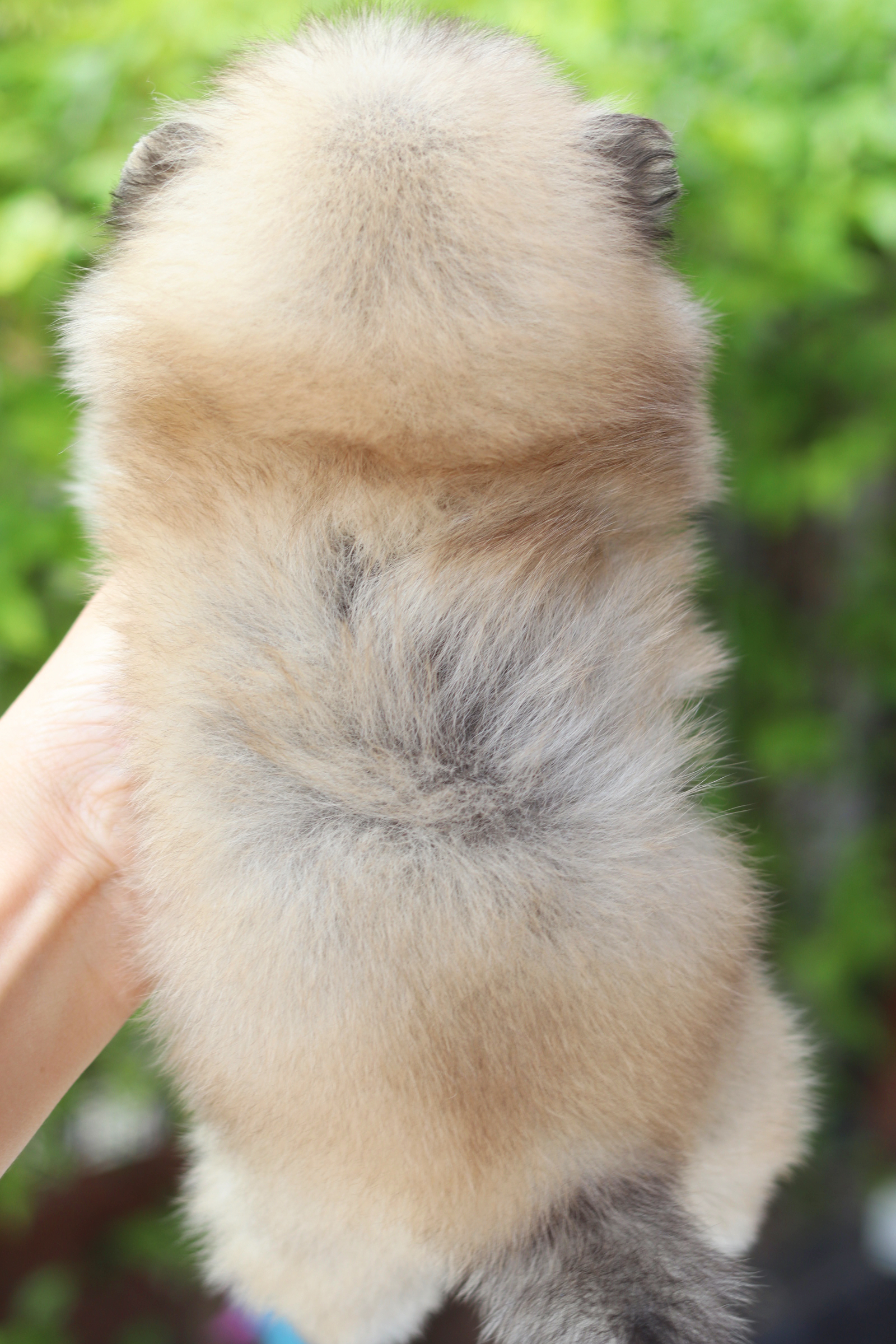 ปอมเมอเรเนียน เพศเมียสีส้ม