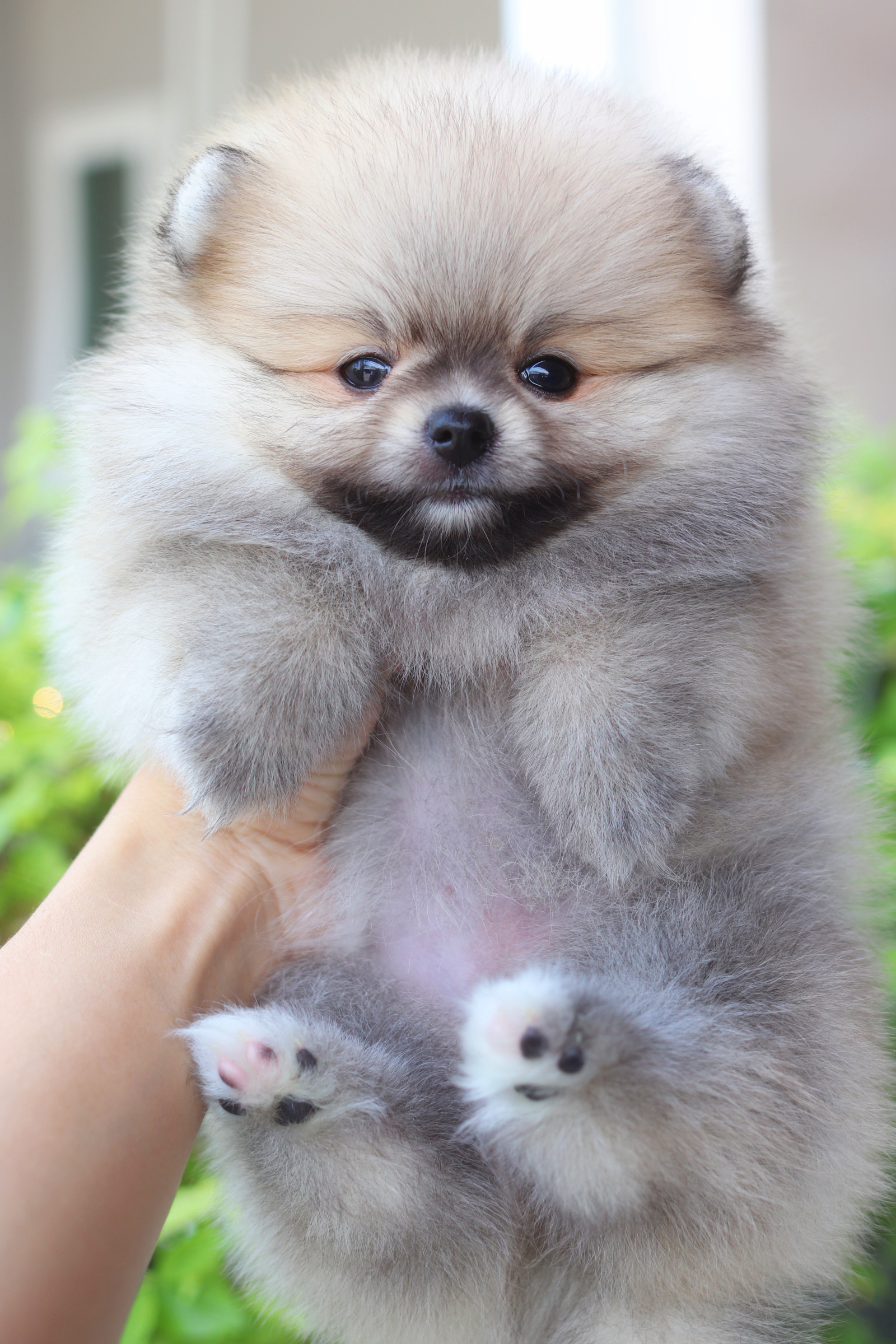 ปอมเมอเรเนียน เพศเมียสีส้ม