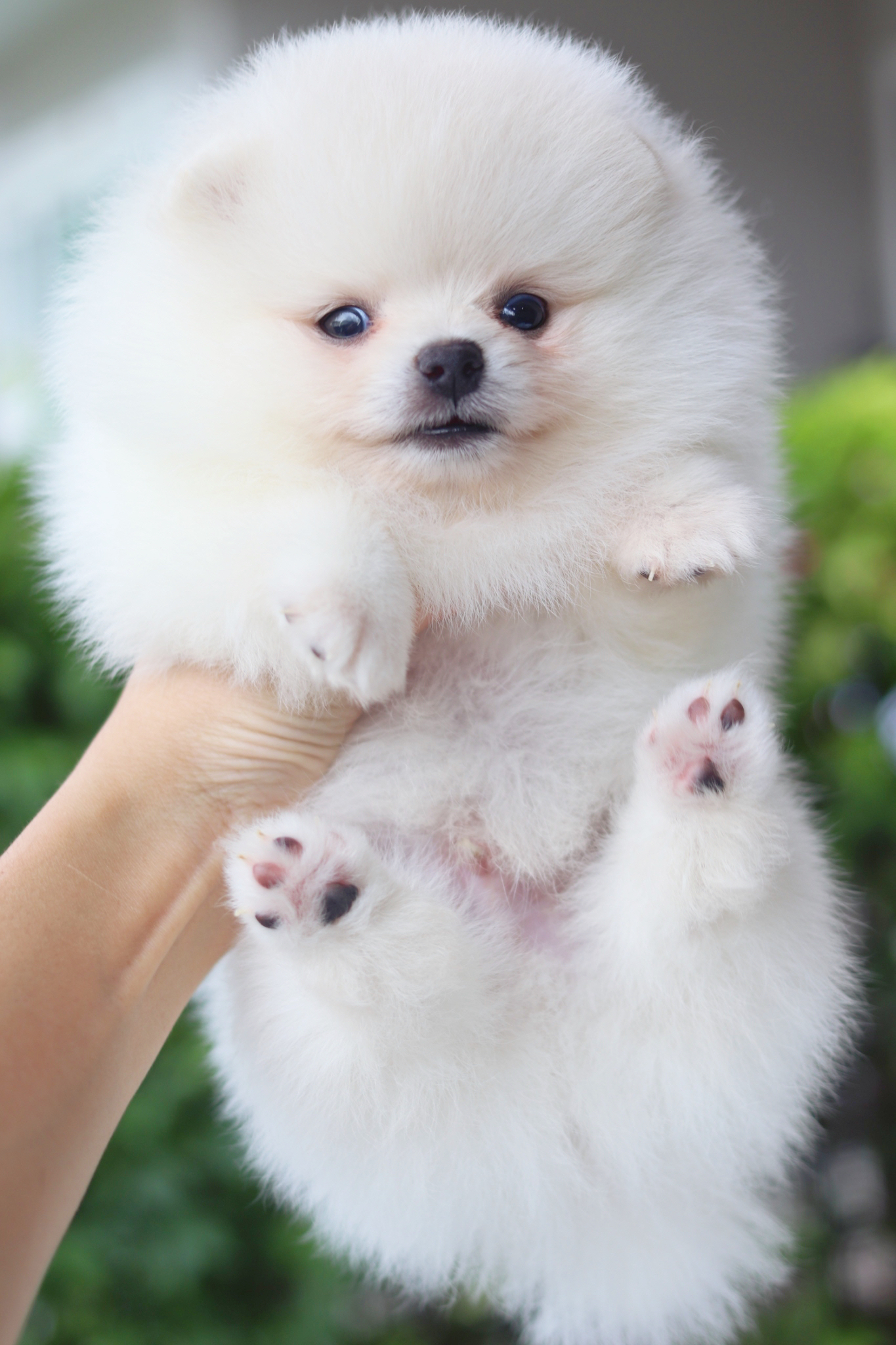 ปอมเมอเรเนียน เพศผู้สีขาวครีม