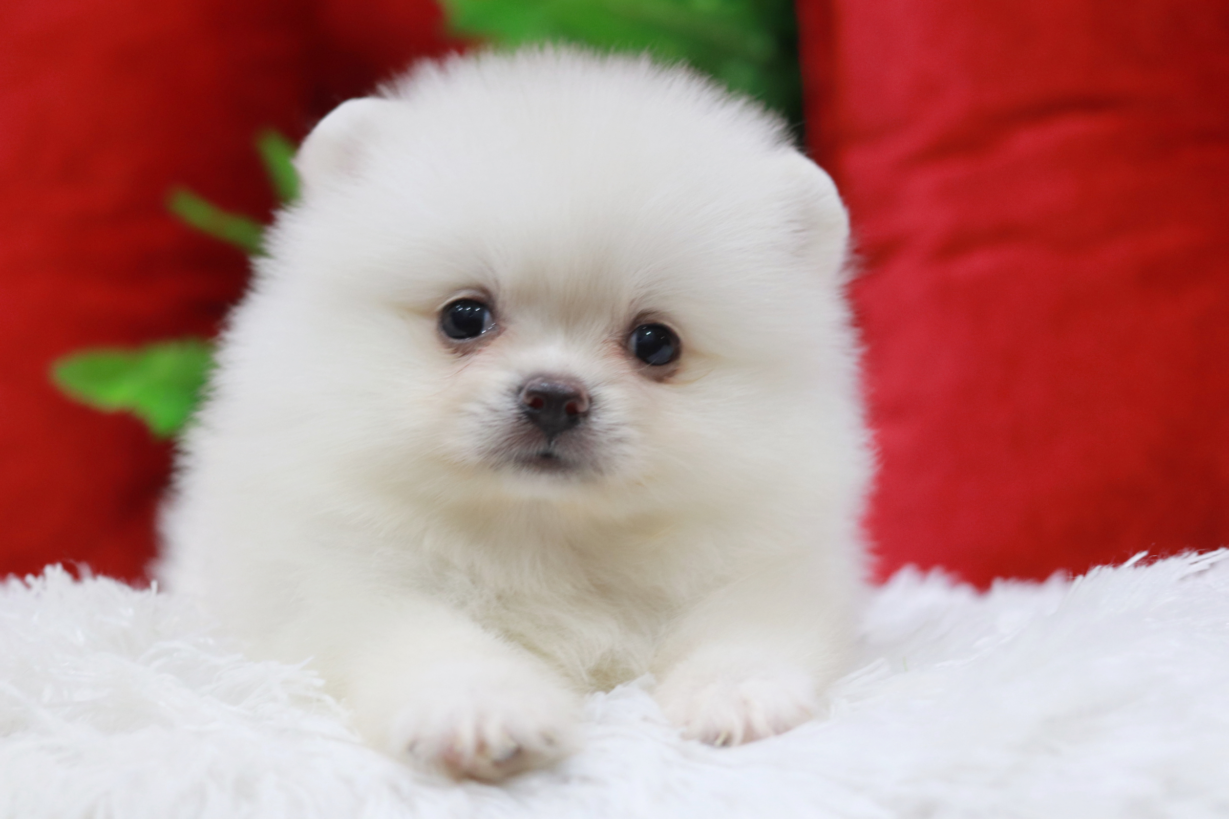 ปอมเมอเรเนียน เพศผู้ขาวครีม