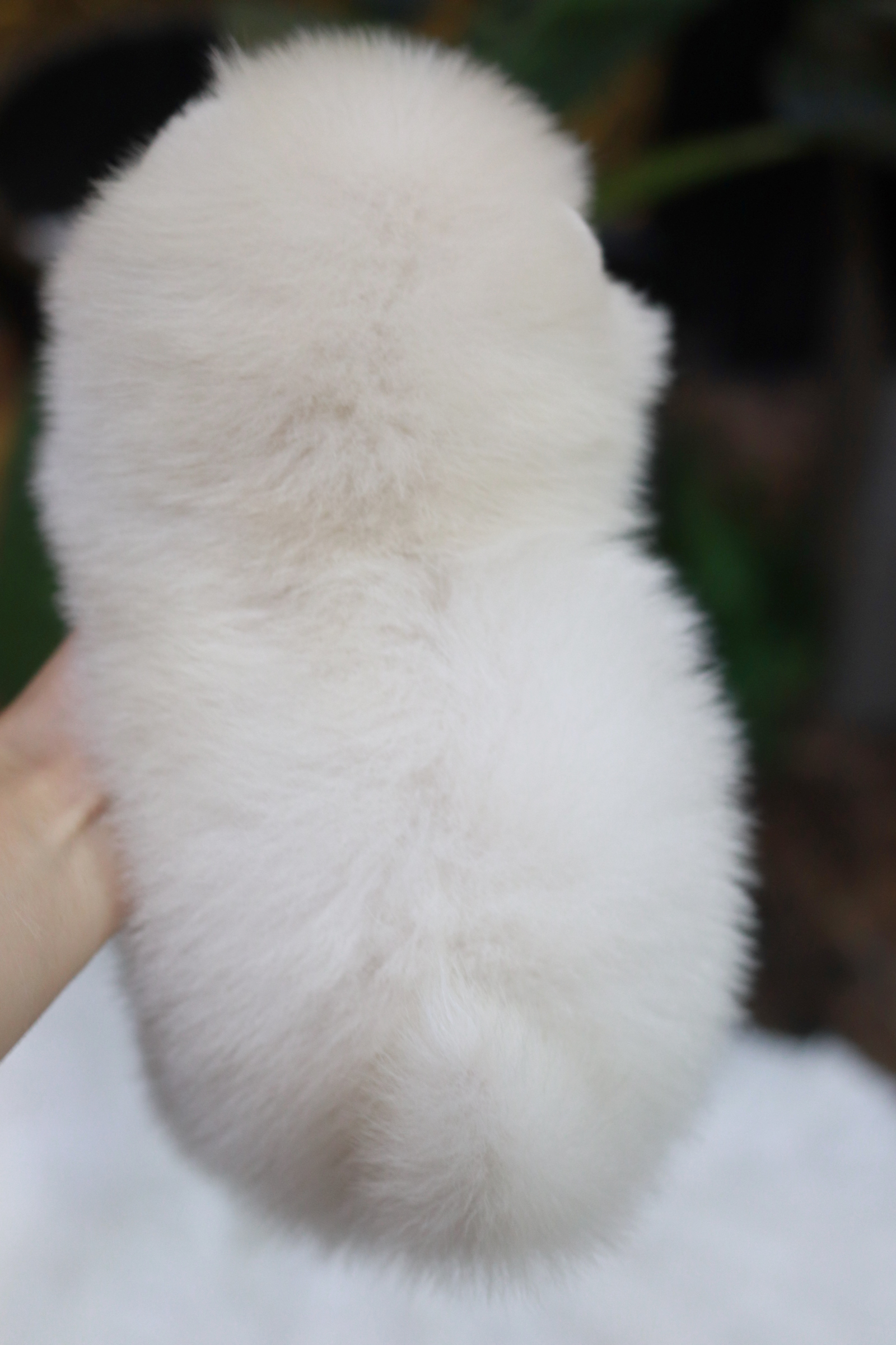 ปอมเมอเรเนียน เพศเมีย สีขาวครีมหน้าฟ็อก