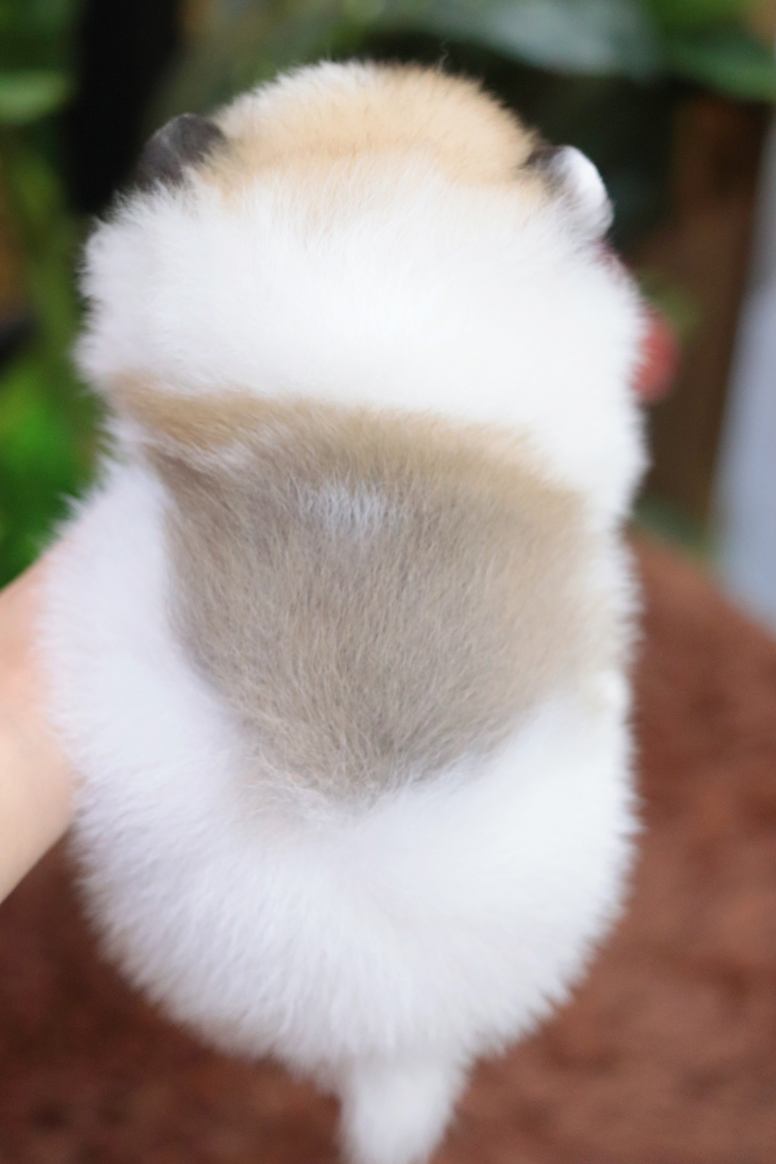 ปอมเมอเรเนียน เพศผู้ สีแฟนซี