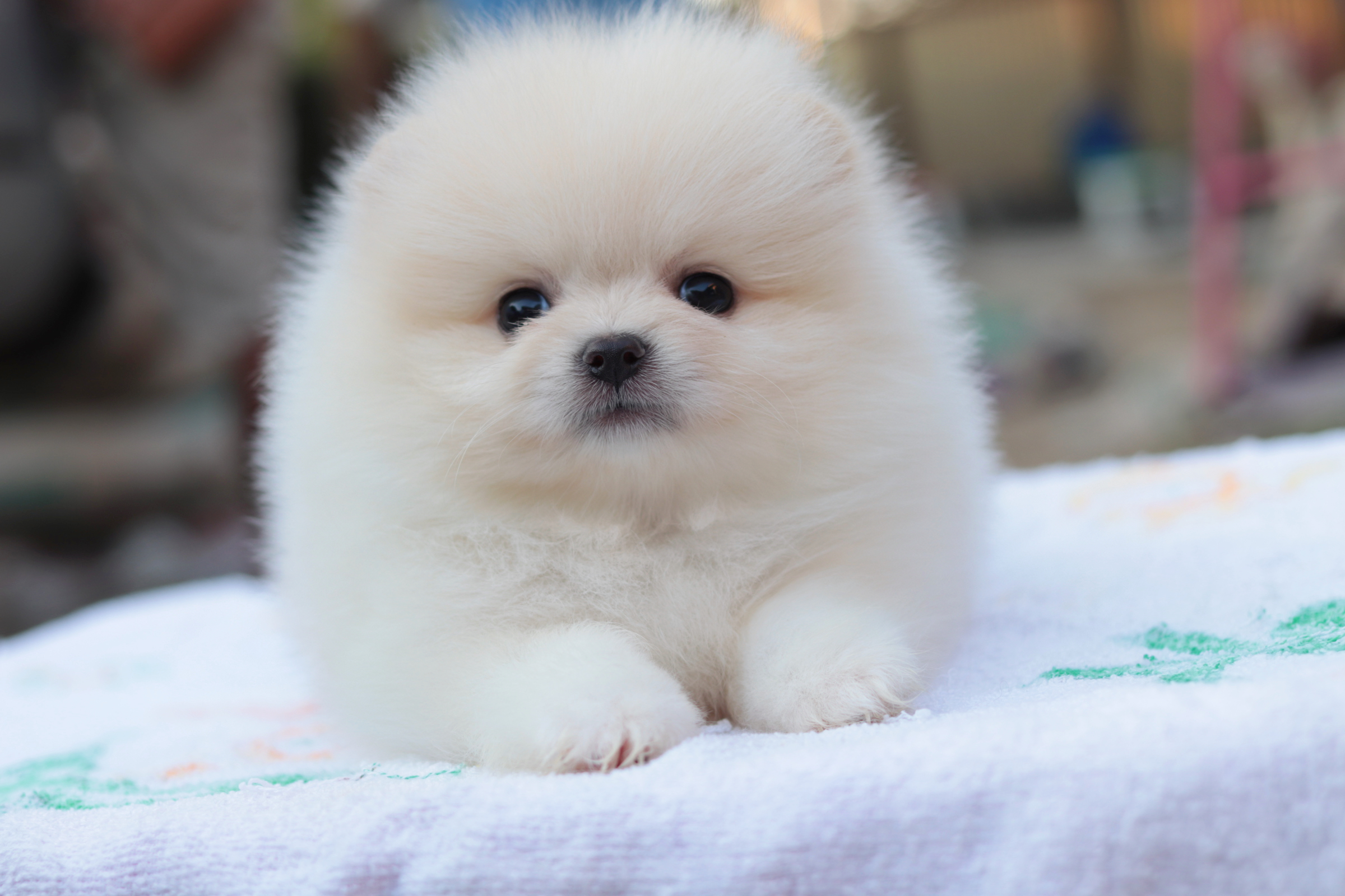 ปอมเมอเรเนียน เพศผู้ สีขาวครีม หน้าตุ๊กตา