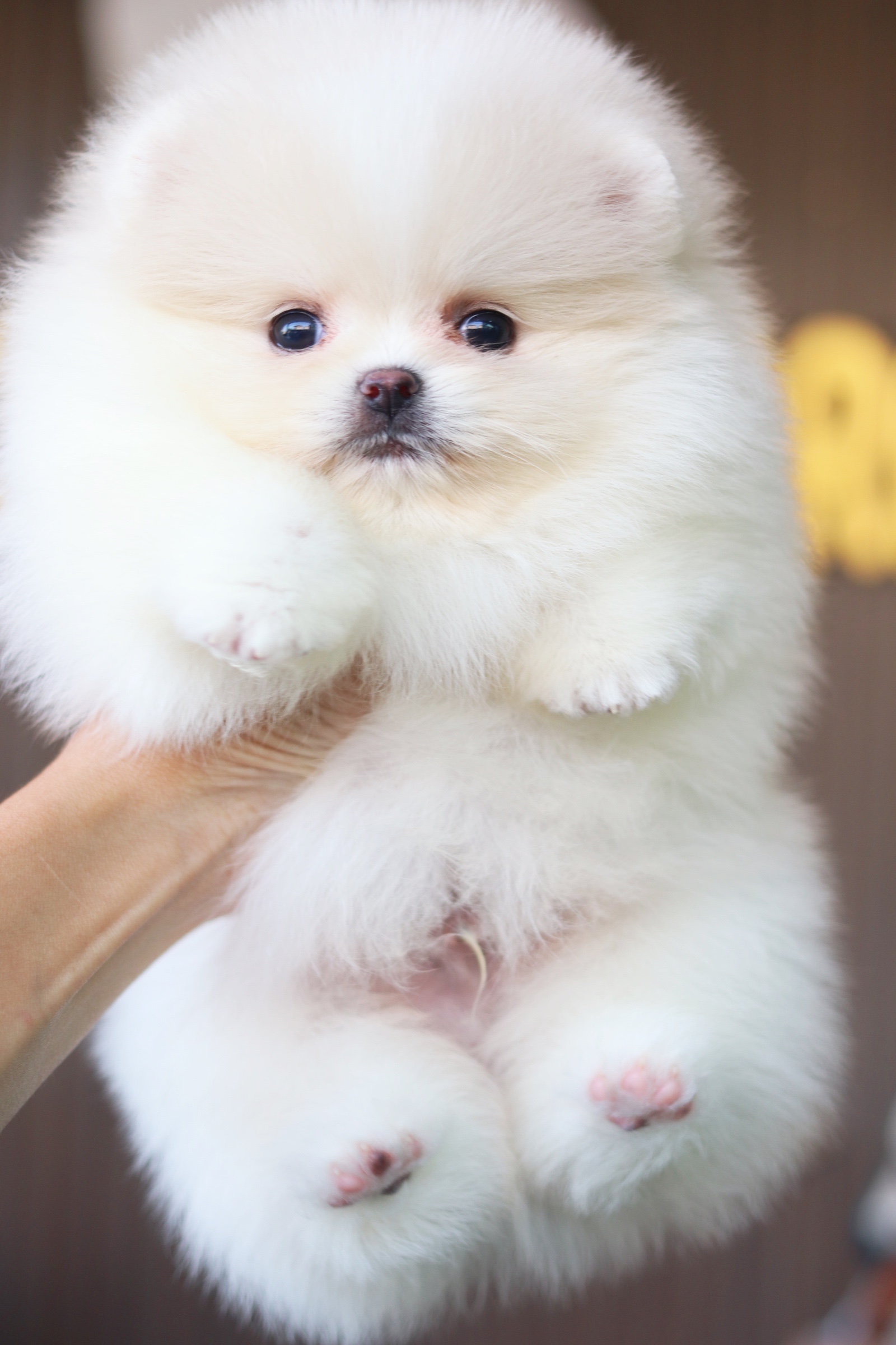 ปอมเมอเรเนียน เพศผู้ สีขาวครีมเกรดโชว์