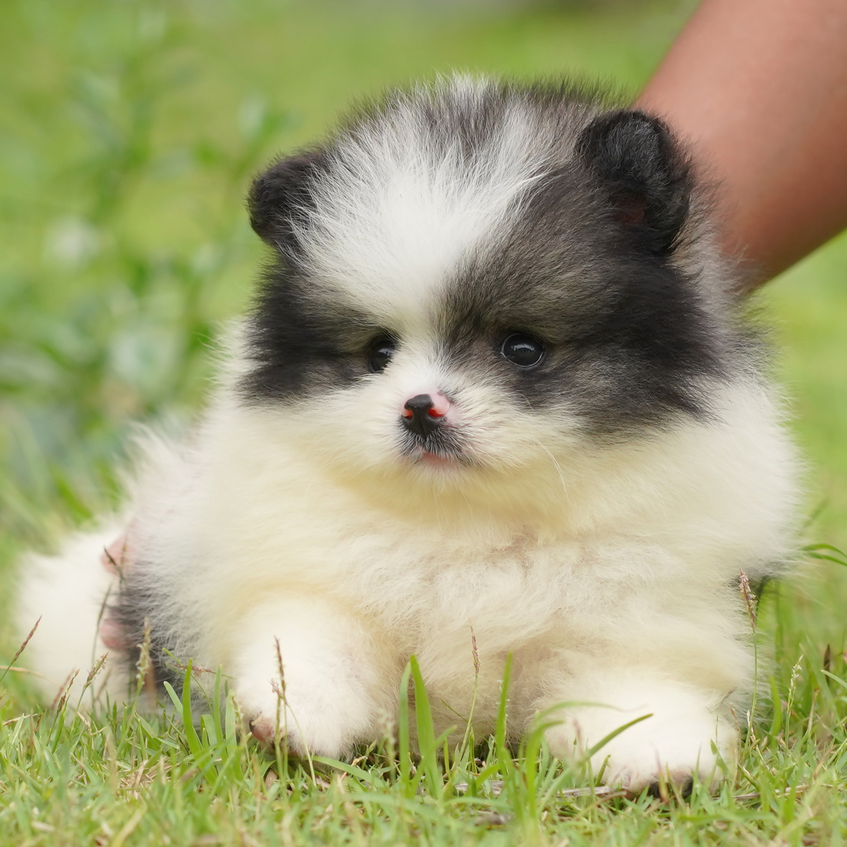 ปอมเมอเรเนียน เพศผู้สีแฟนซี