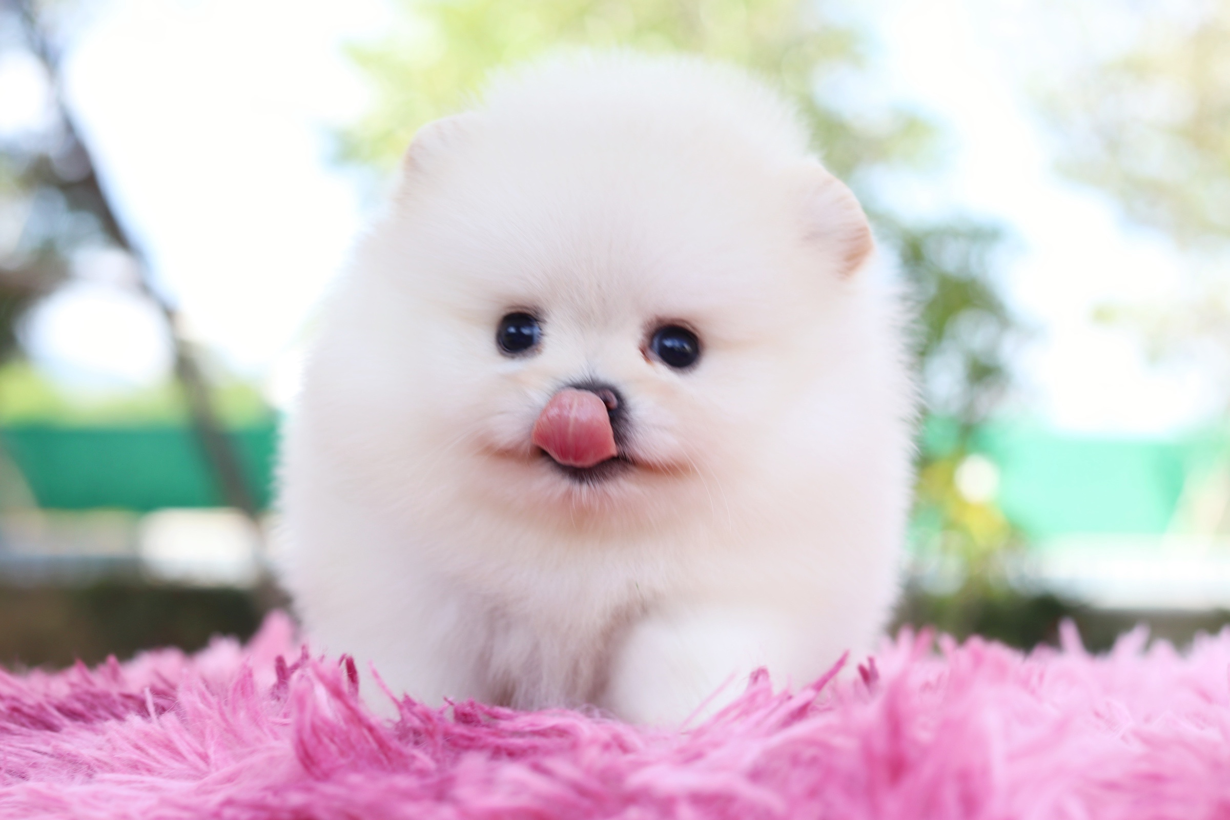 ปอมเมอเรเนียน เพศเมีย เกรดโชว์